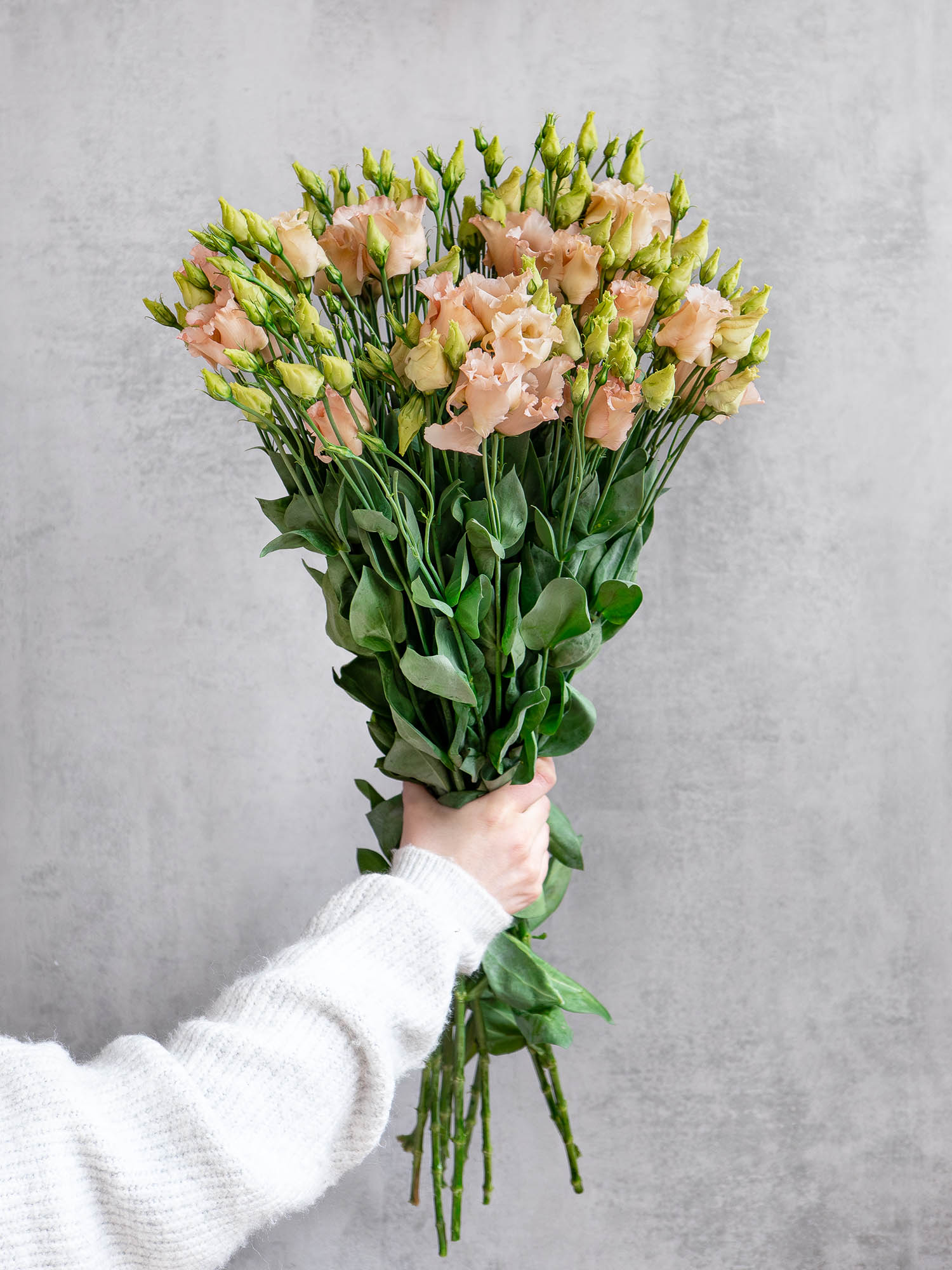 blumigo-lisianthus-falda-apricot-schnittblume-apricot-creme image 3