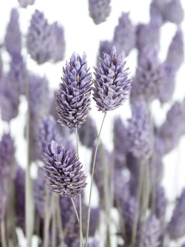 blumigo-phalaris-glanzgr-ser-trockenblumen-lila-gefrostet-bund image 1