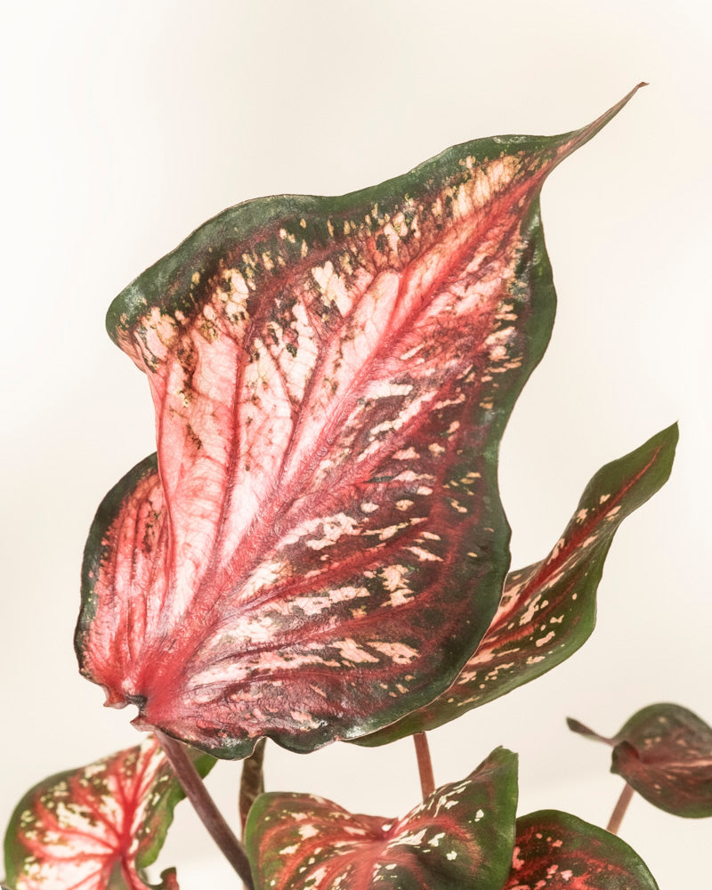 feey-variado-caladium-desert-sunset-zimmerpflanze-o-topf image 2