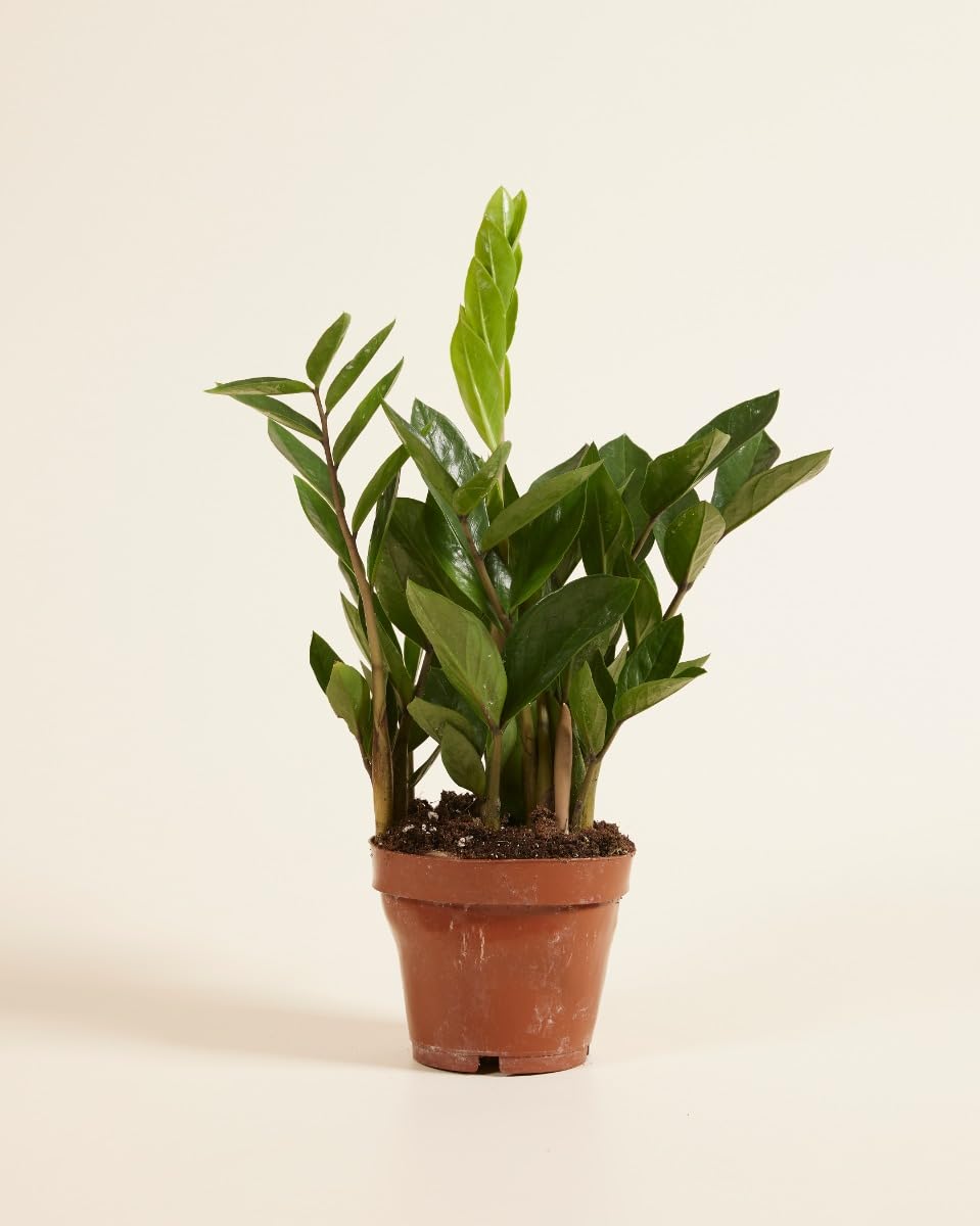 plnts-rareplnts-zamioculcas-zamiifolia-zimmerpflanze-35-cm-gl-cksfeder image 2