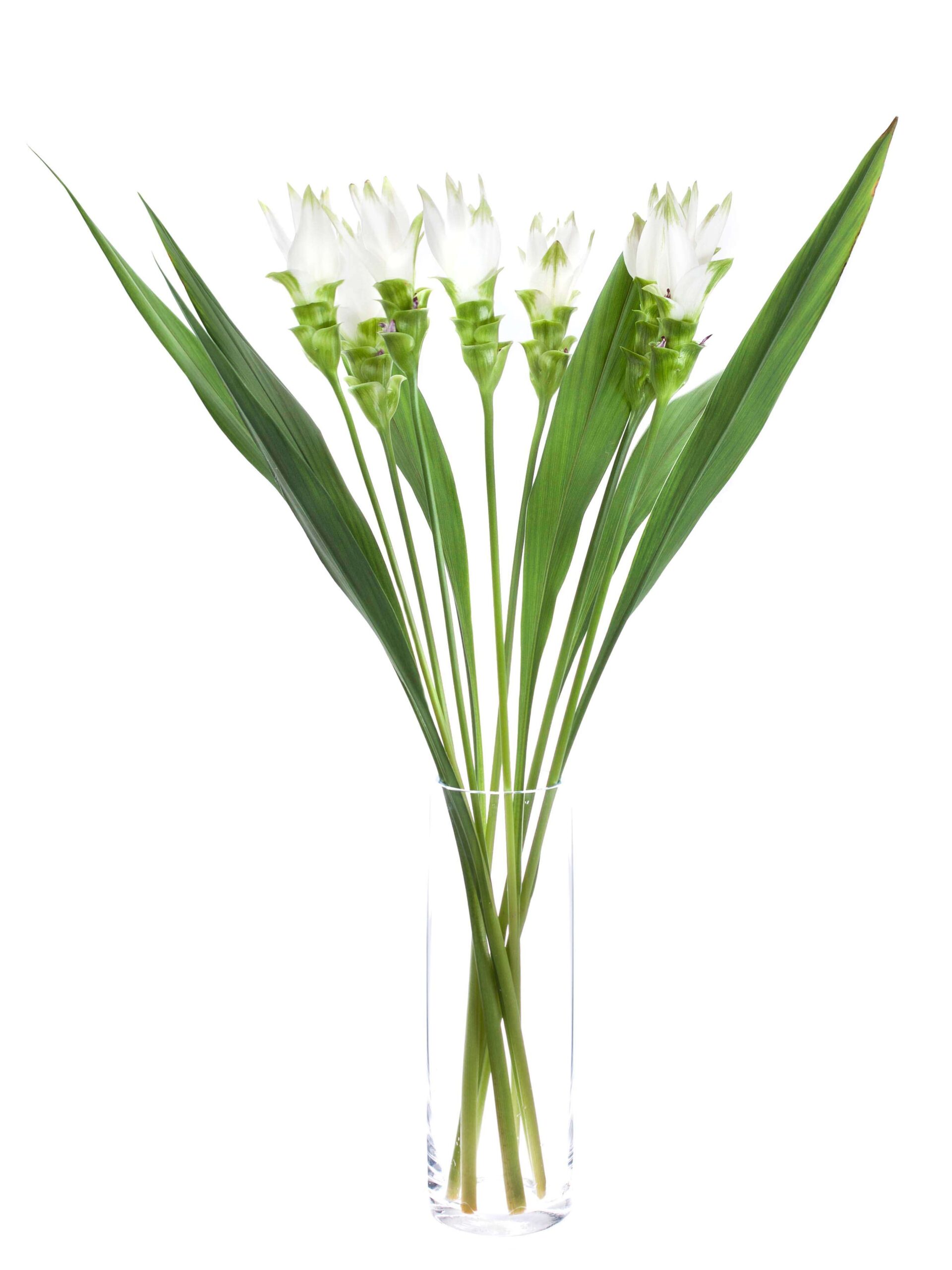blumigo-blattwerk-kurkuma-siam-shine-schnittblume-wei image 2
