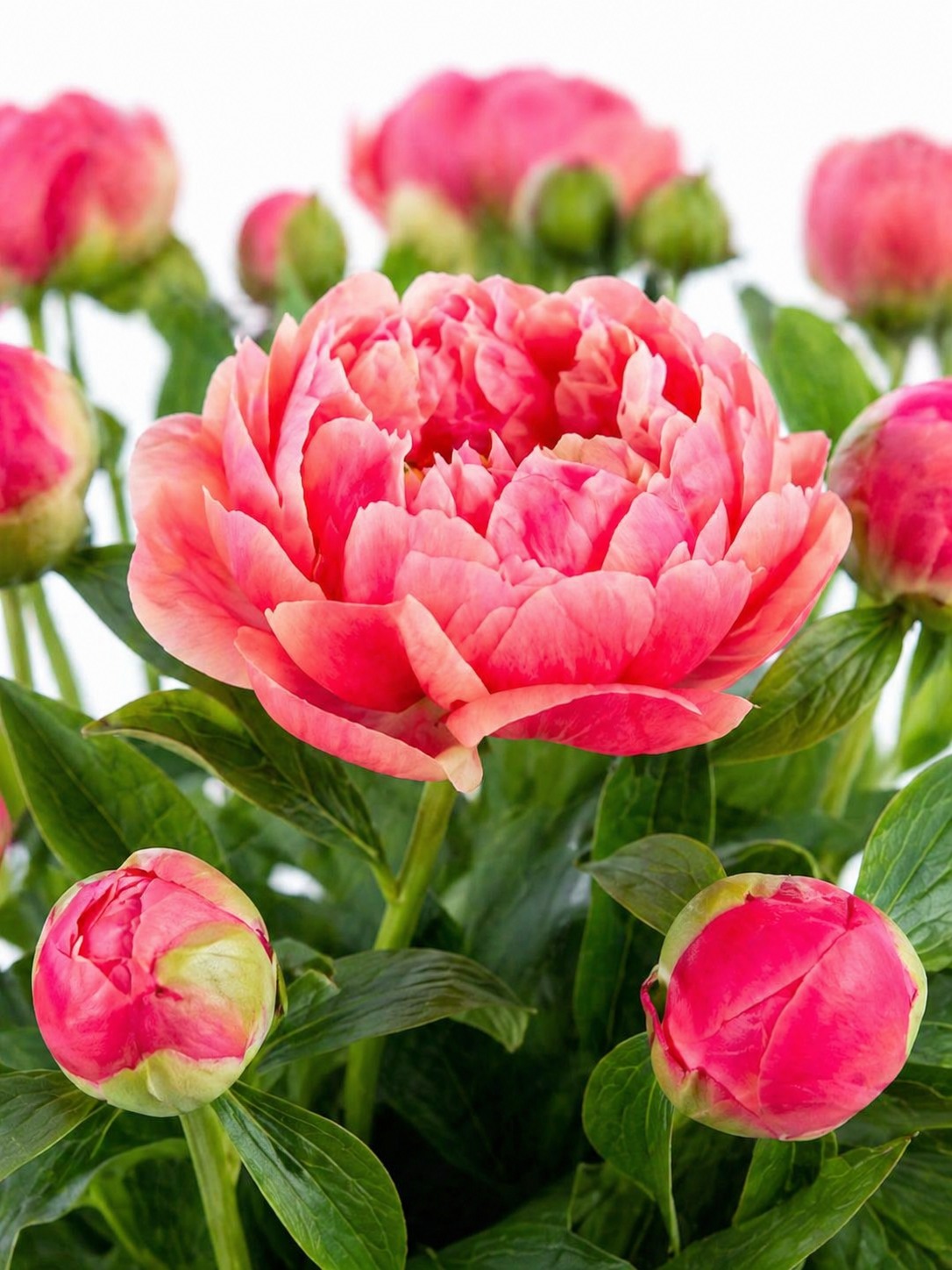 blumigo-pfingstrosen-command-performance-schnittblumen-rot-pink-creme image 2