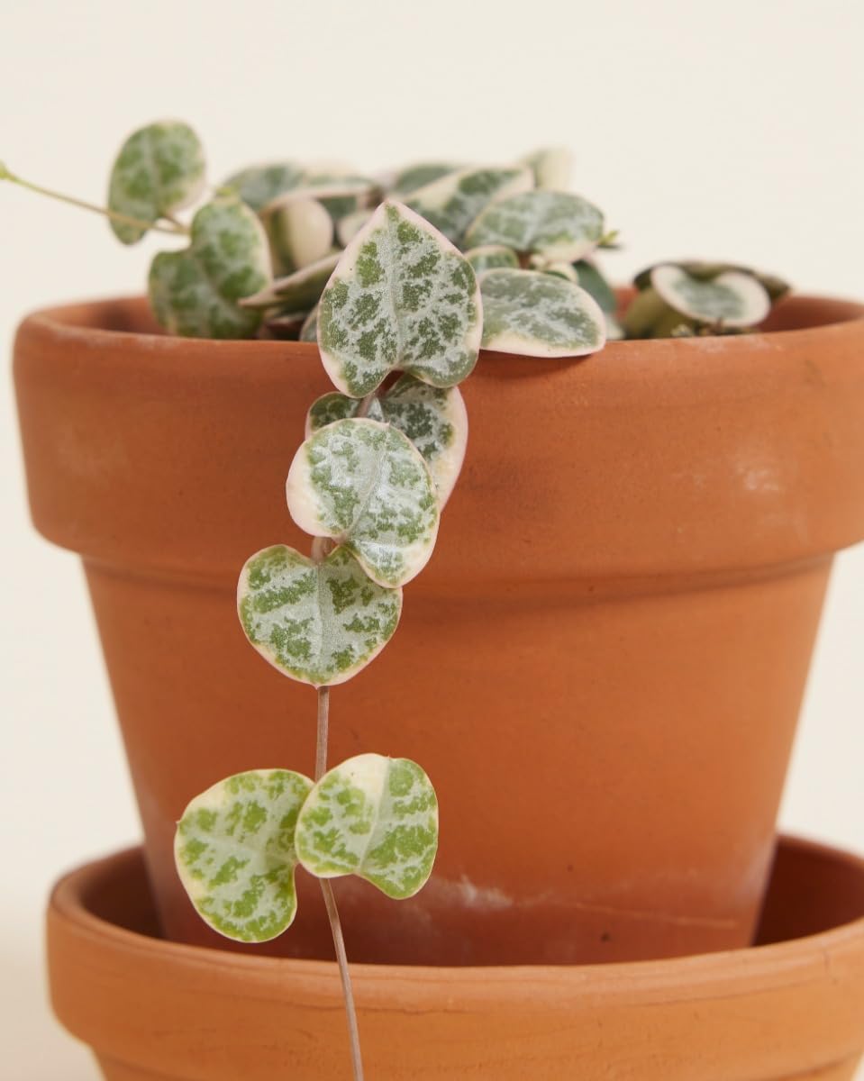 plnts-babyplnts-ceropegia-woodii-variegata-baby-6cm-10cm image 3