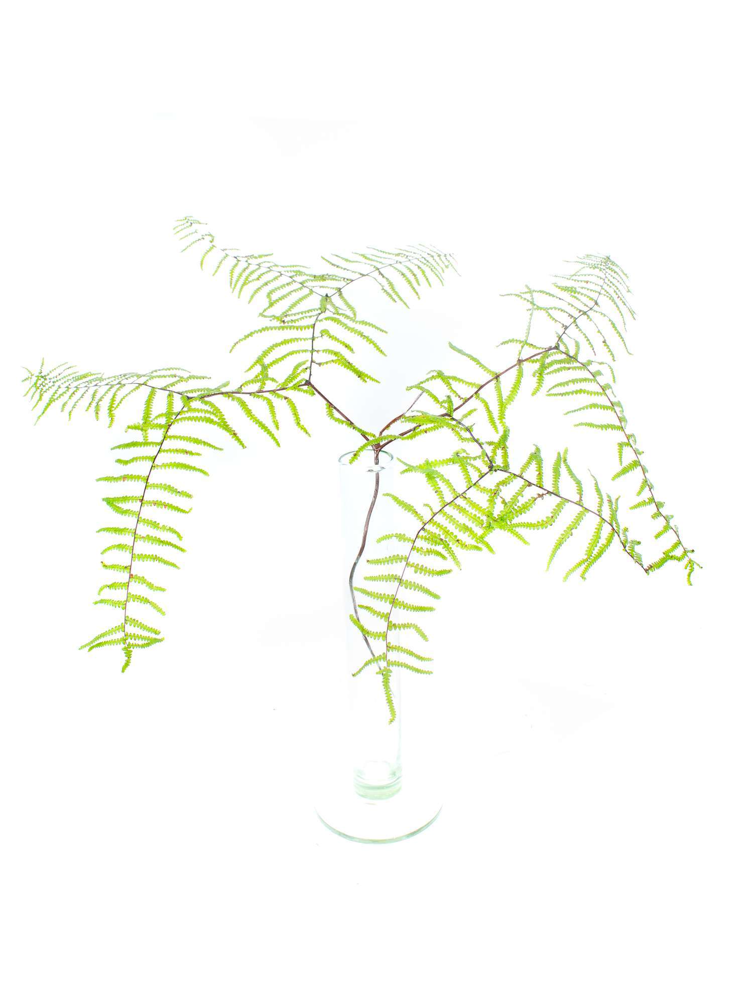 blumigo-blattwerk-und-bindegr-n-korallenfarn-schnittgr-n image 4