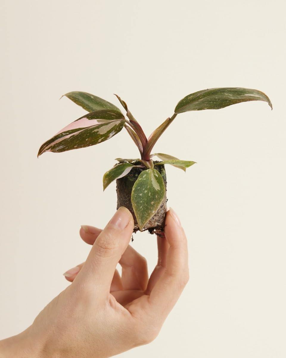plnts-babyplnts-philodendron-pink-princess-zimmerpflanze-6cm image 6