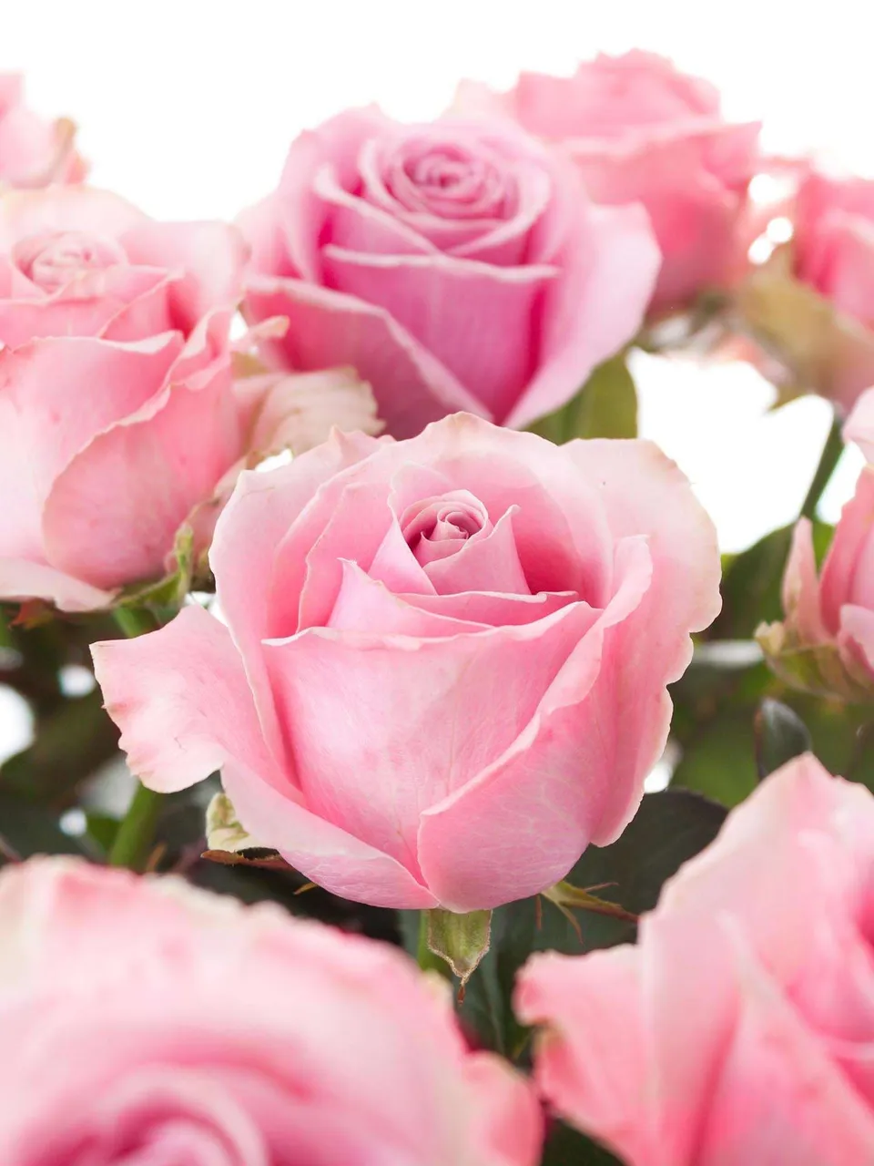blumigo-rosen-honey-avalanche-schnittrosen-rosa-pink image 1
