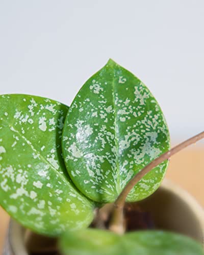 plnts-babyplnts-hoya-parasitica-babypflanze-10-cm-wachsblume image 8