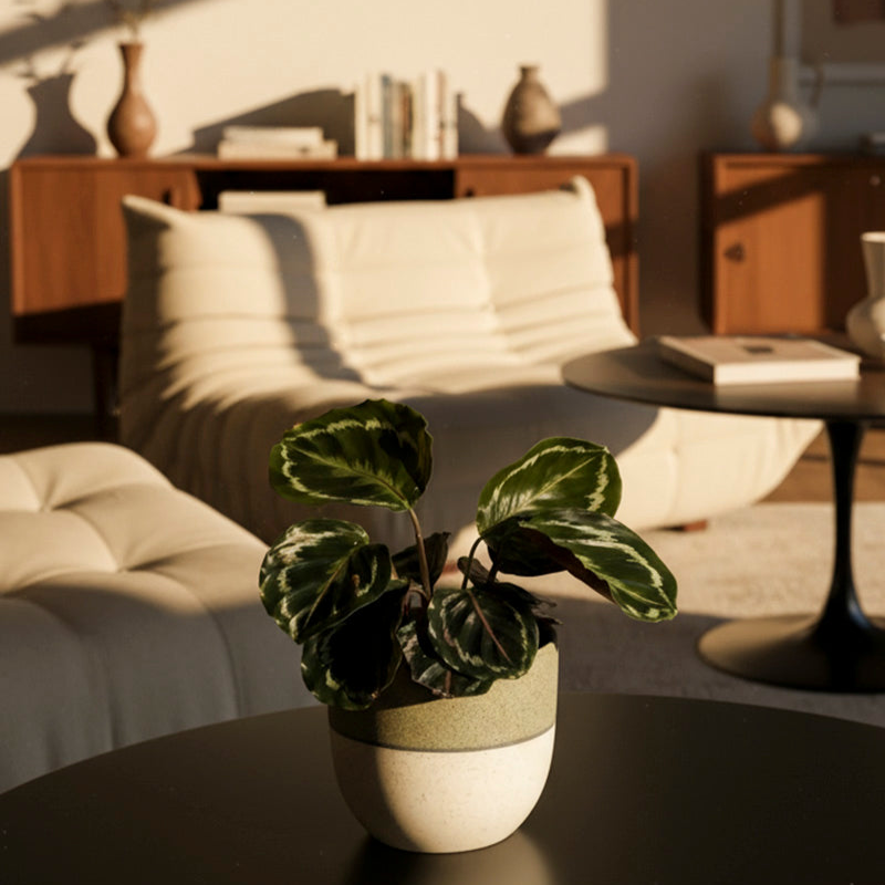 feey-variado-calathea-roseopicta-zimmerpflanze-klein image 4