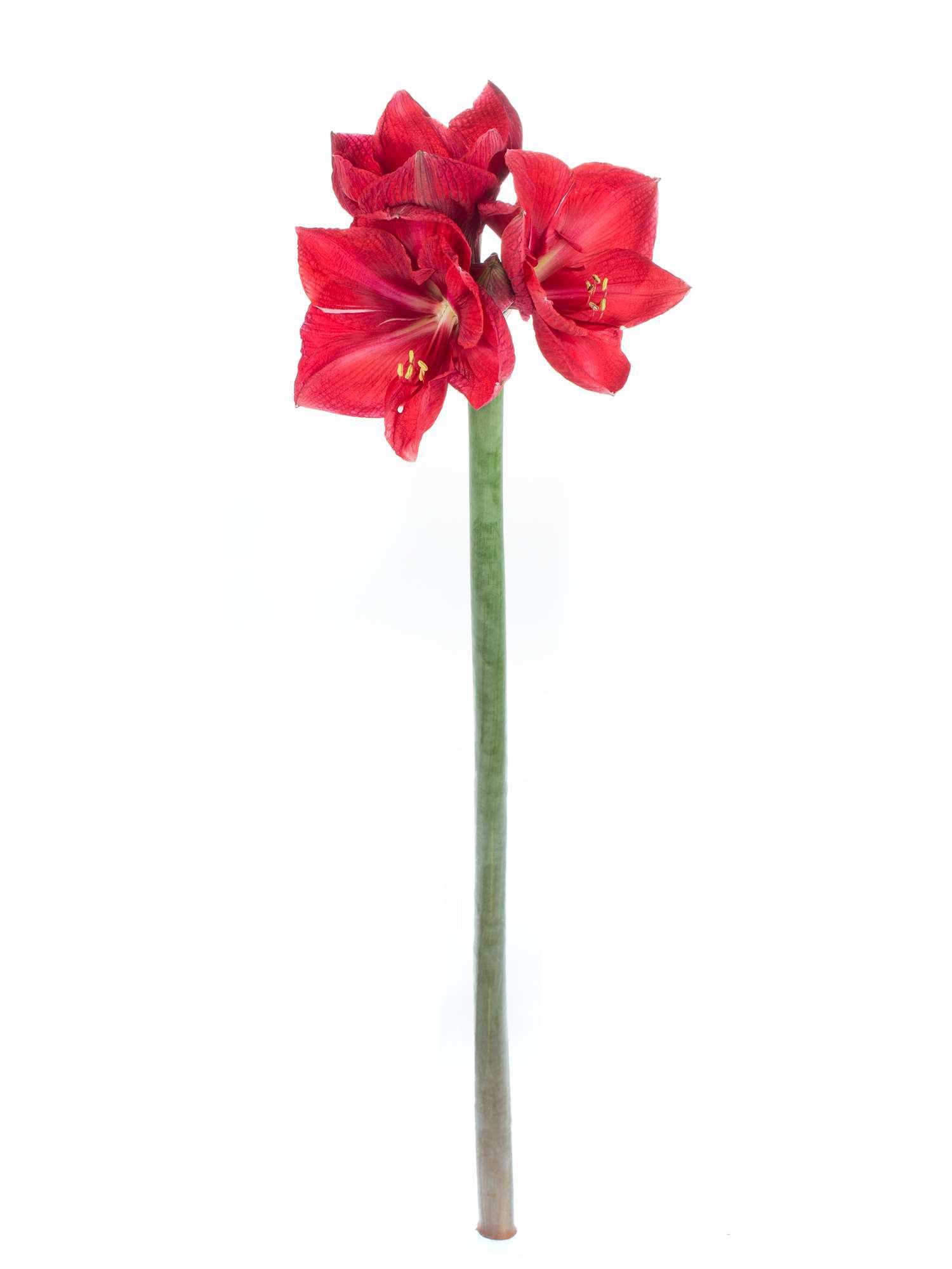 blumigo-amaryllis-telstar-schnittblume-rot-1-stiel image 2