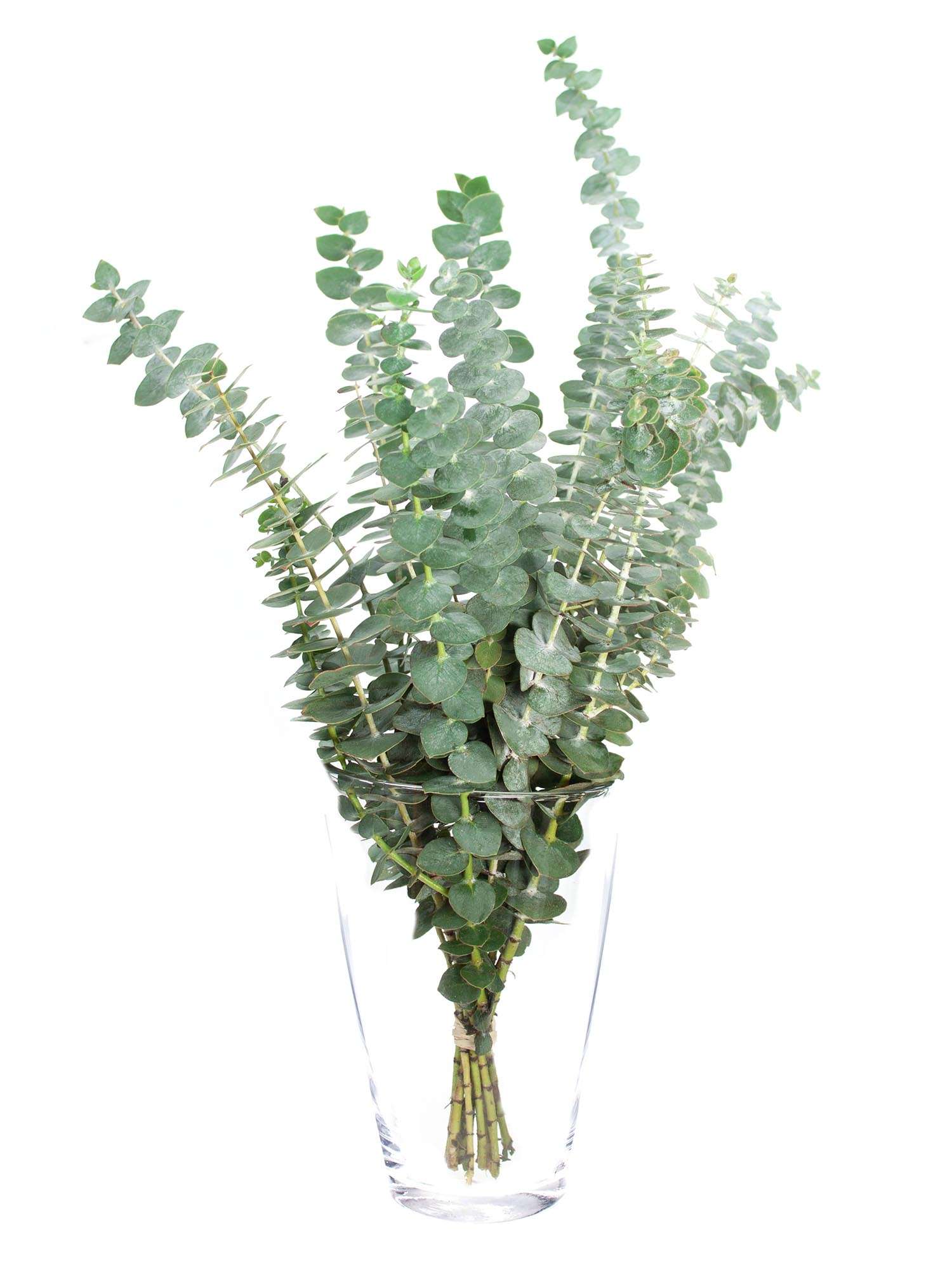 blumigo-eukalyptus-baby-blue-bund-silber-gr-n-duftend image 3
