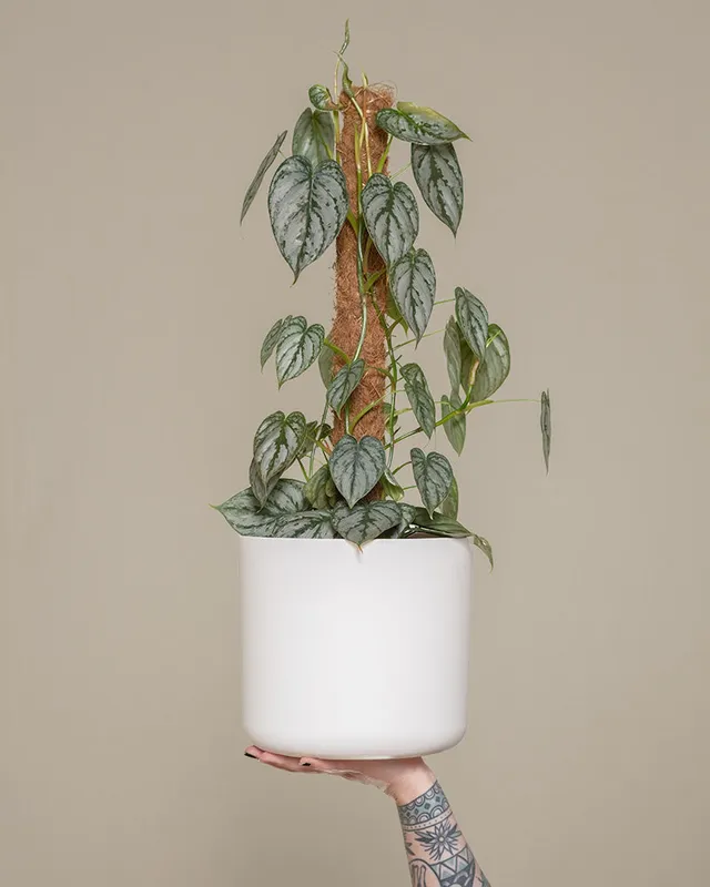 feey-variado-philodendron-brandtianum-50-60-cm-o-topf image 1