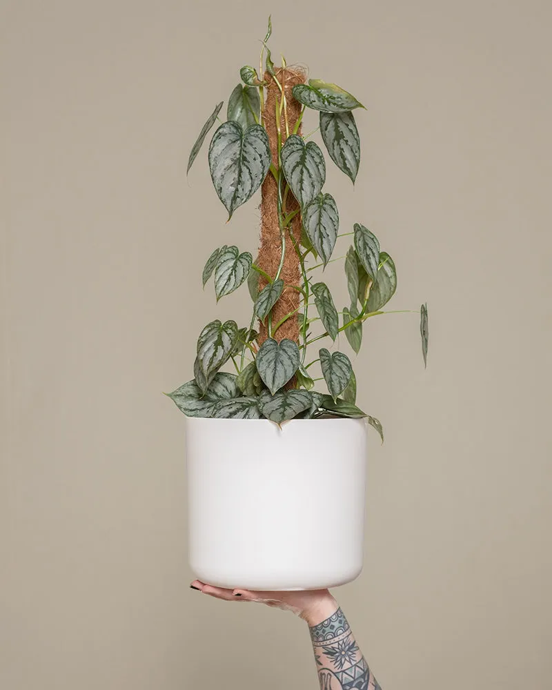 feey-variado-philodendron-brandtianum-50-60-cm-o-topf image 1