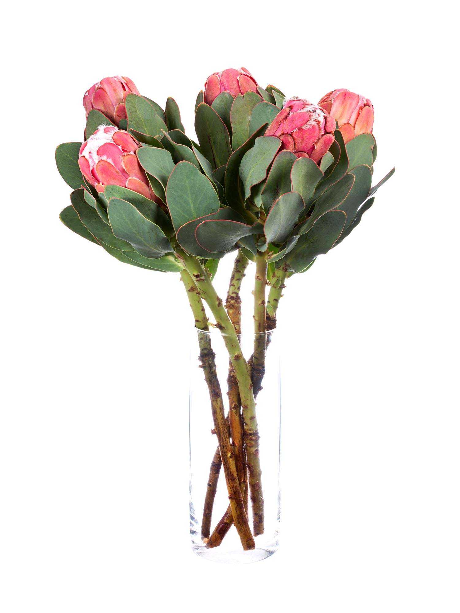 blumigo-proteen-grandiceps-protea-pink-exotische-schnittblume image 2