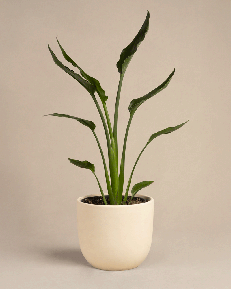 feey-variado-strelitzia-reginae-zimmerpflanze-ohne-bertopf-viel-licht image 7