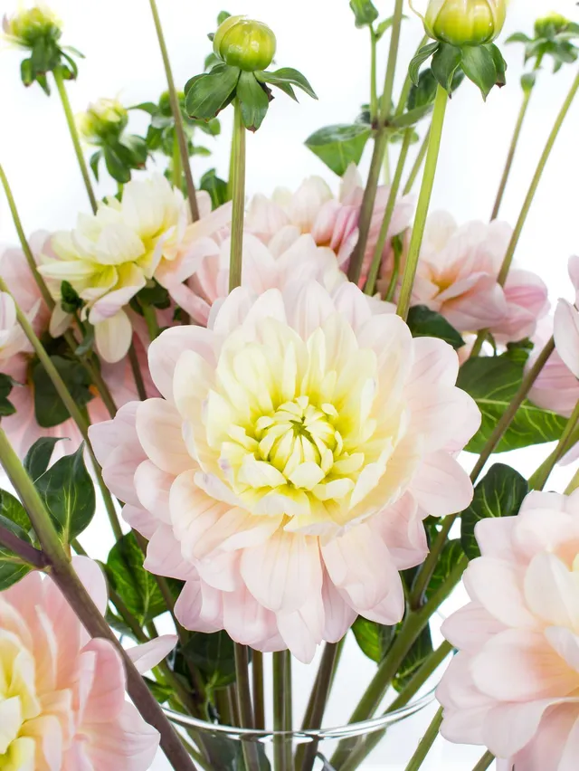 blumigo-diana-s-memory-dahlie-rosa-creme-1-stiel image 1