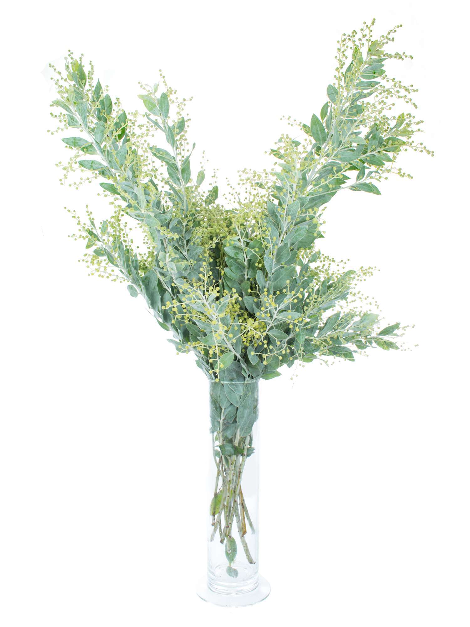 blumigo-exklusives-greenery-mimose-gr-n-silber-schnittgr-n image 3