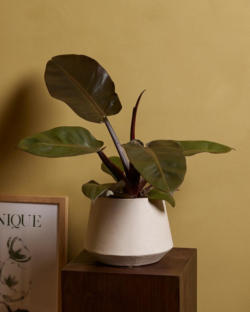 plnts-rareplnts-philodendron-black-cardinal-zimmerpflanze-20-cm-dunkel image 6