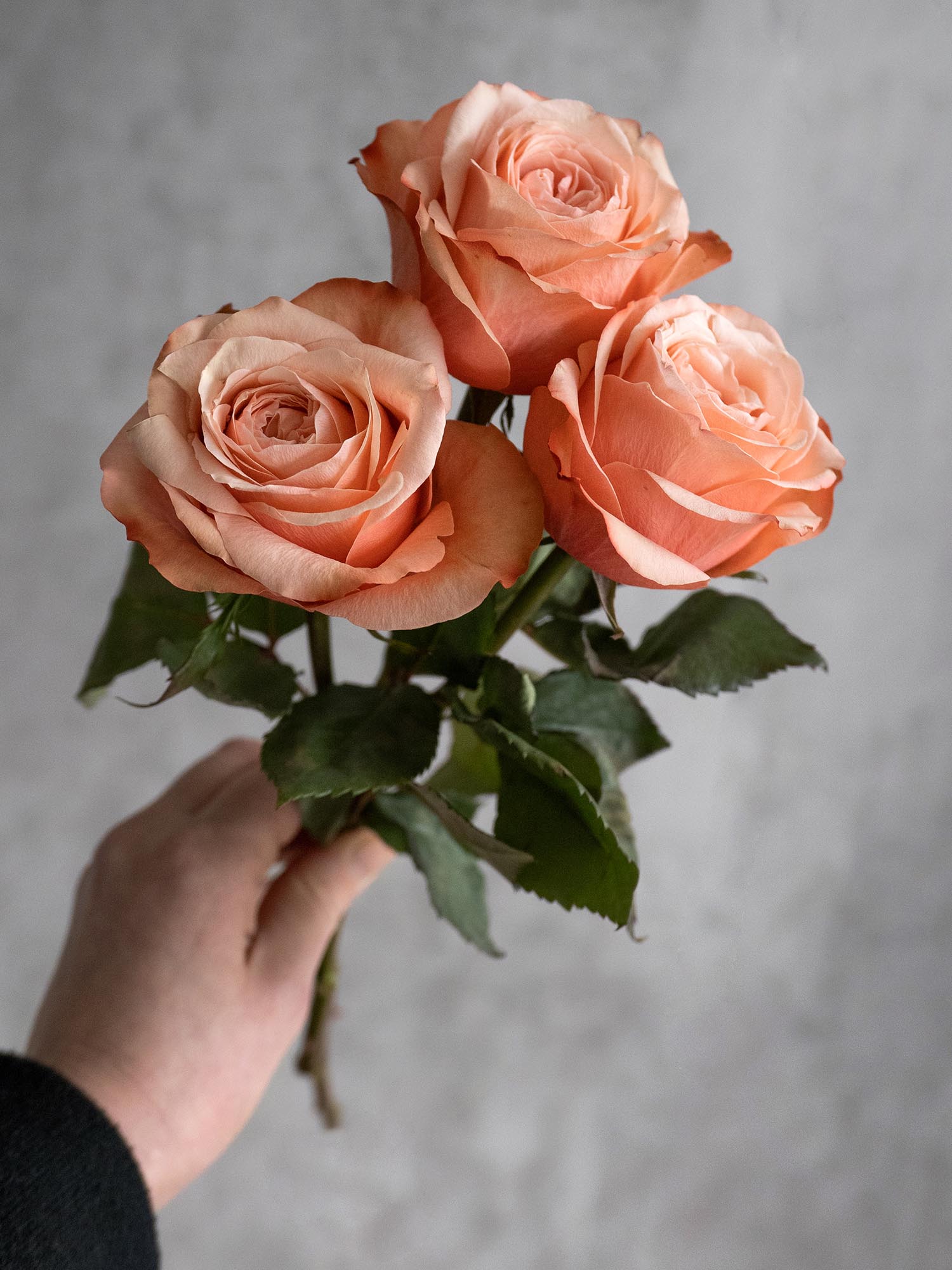 blumigo-rosen-kahala-rose-creme-apricot-einzelstiel image 6
