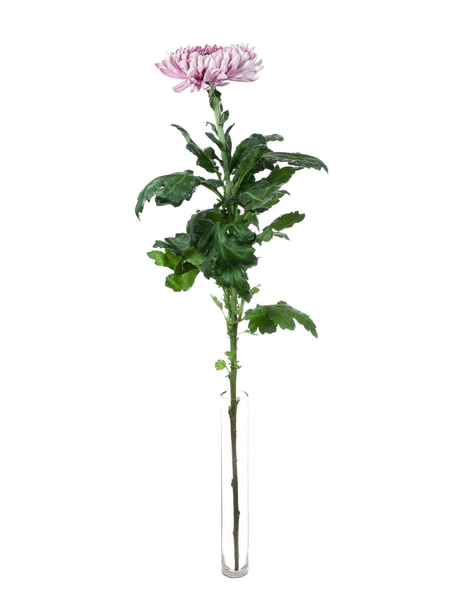 blumigo-chrysanthemen-holiday-rosa-blume image 3