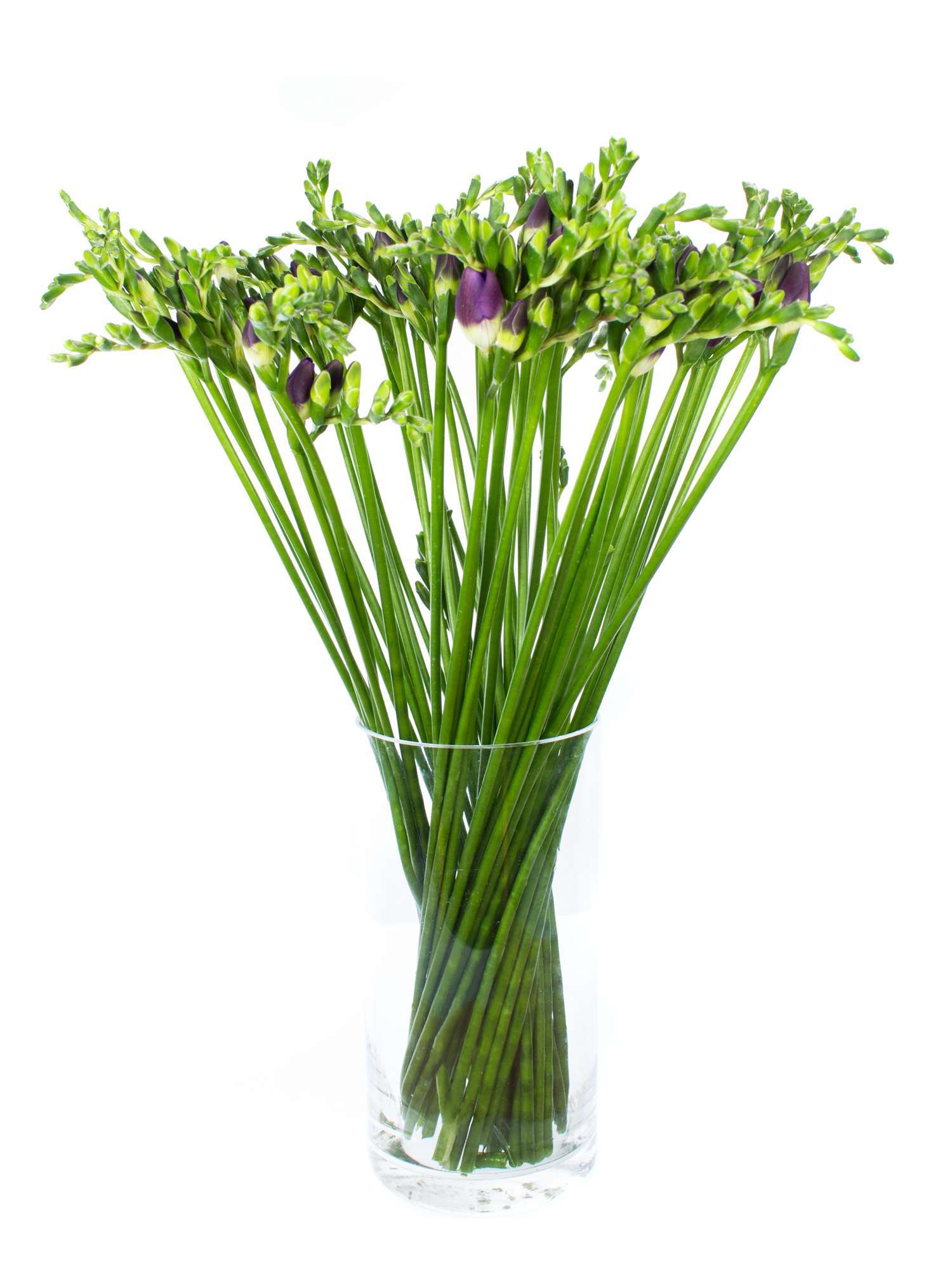 blumigo-indigo-beach-freesien-violett image 2
