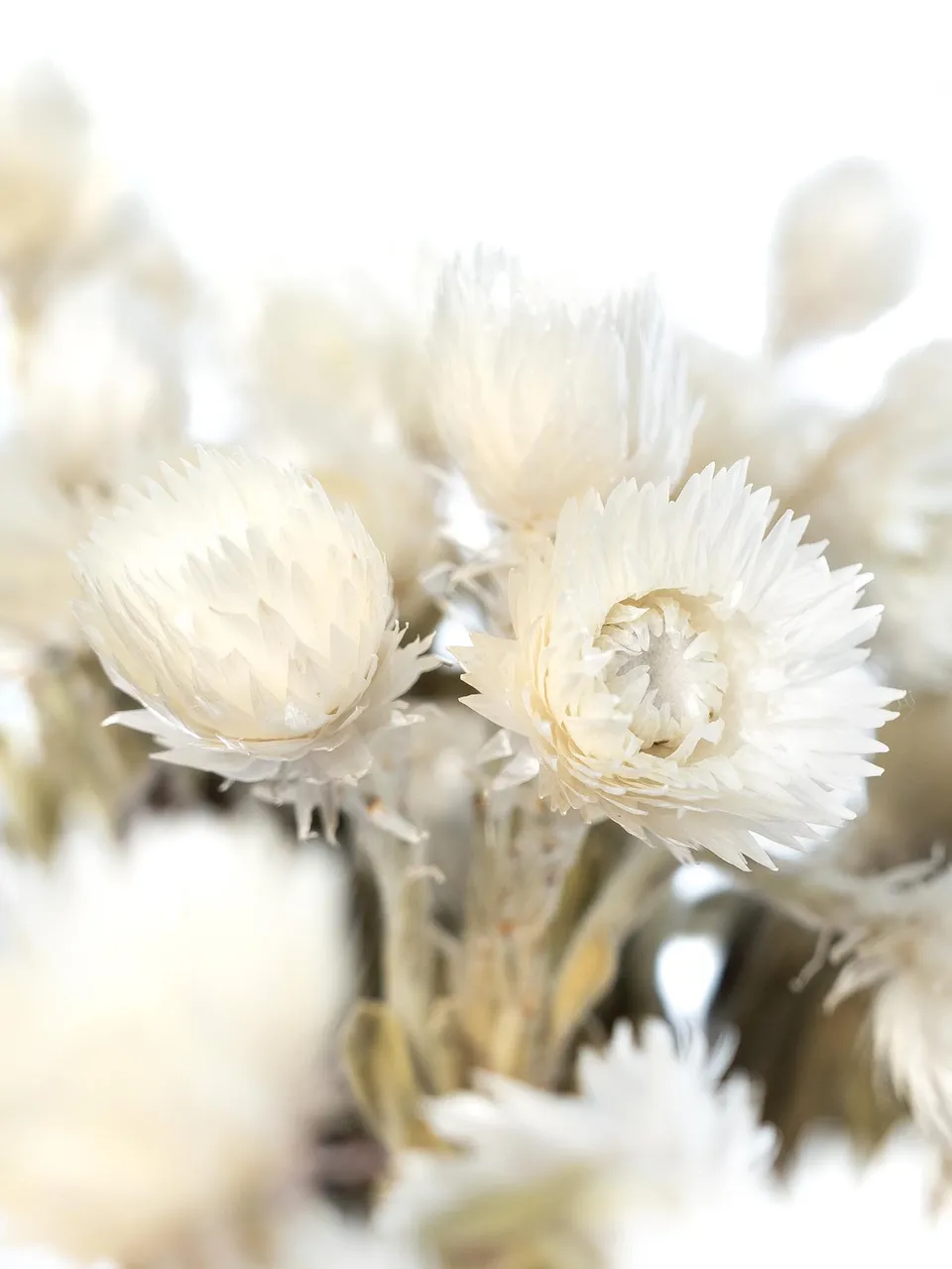 blumigo-trockenblumen-kap-strohblume-wei-getrocknet image 1