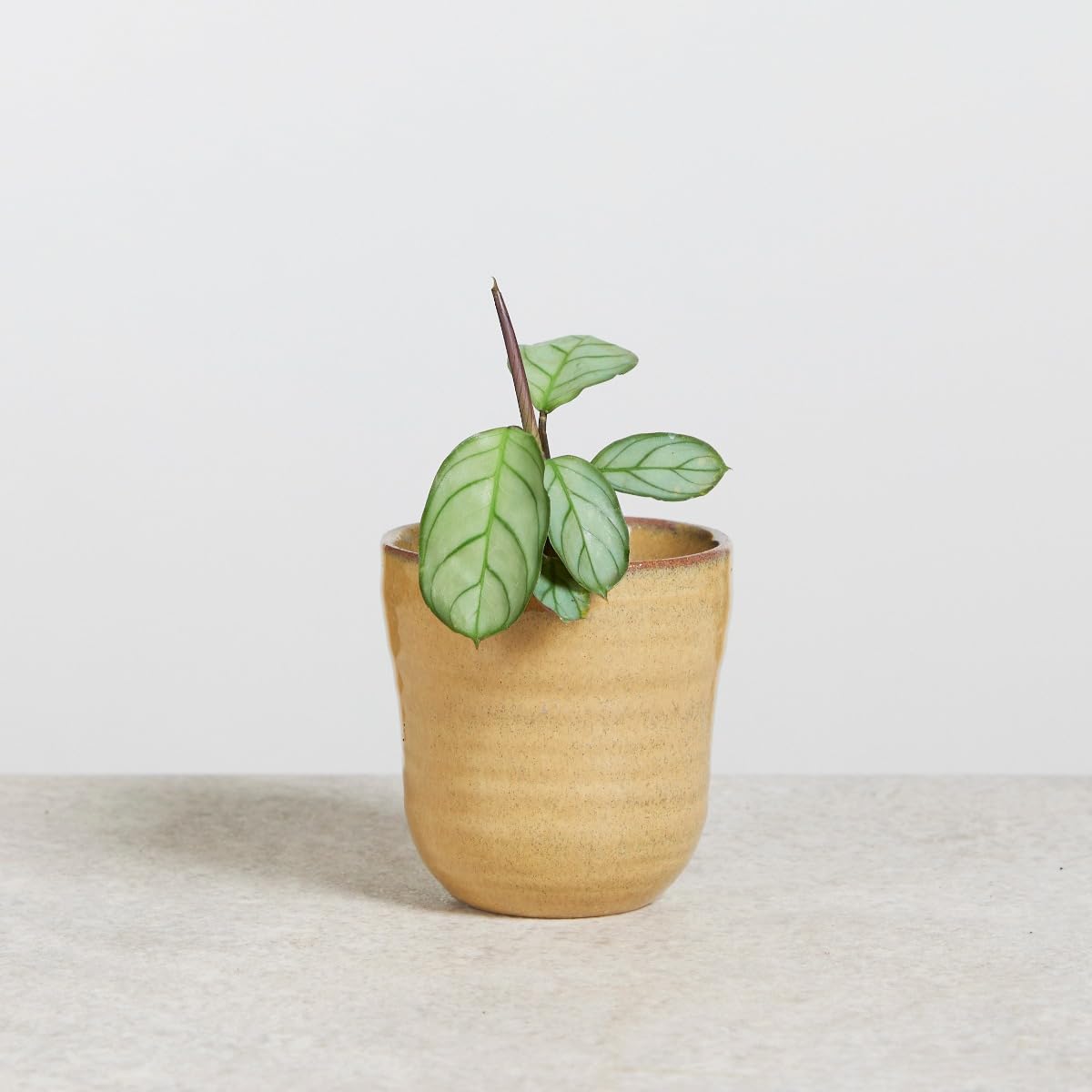 plnts-babyplnts-ctenanthe-amagris-babypflanze-15-cm-tropisch image 7