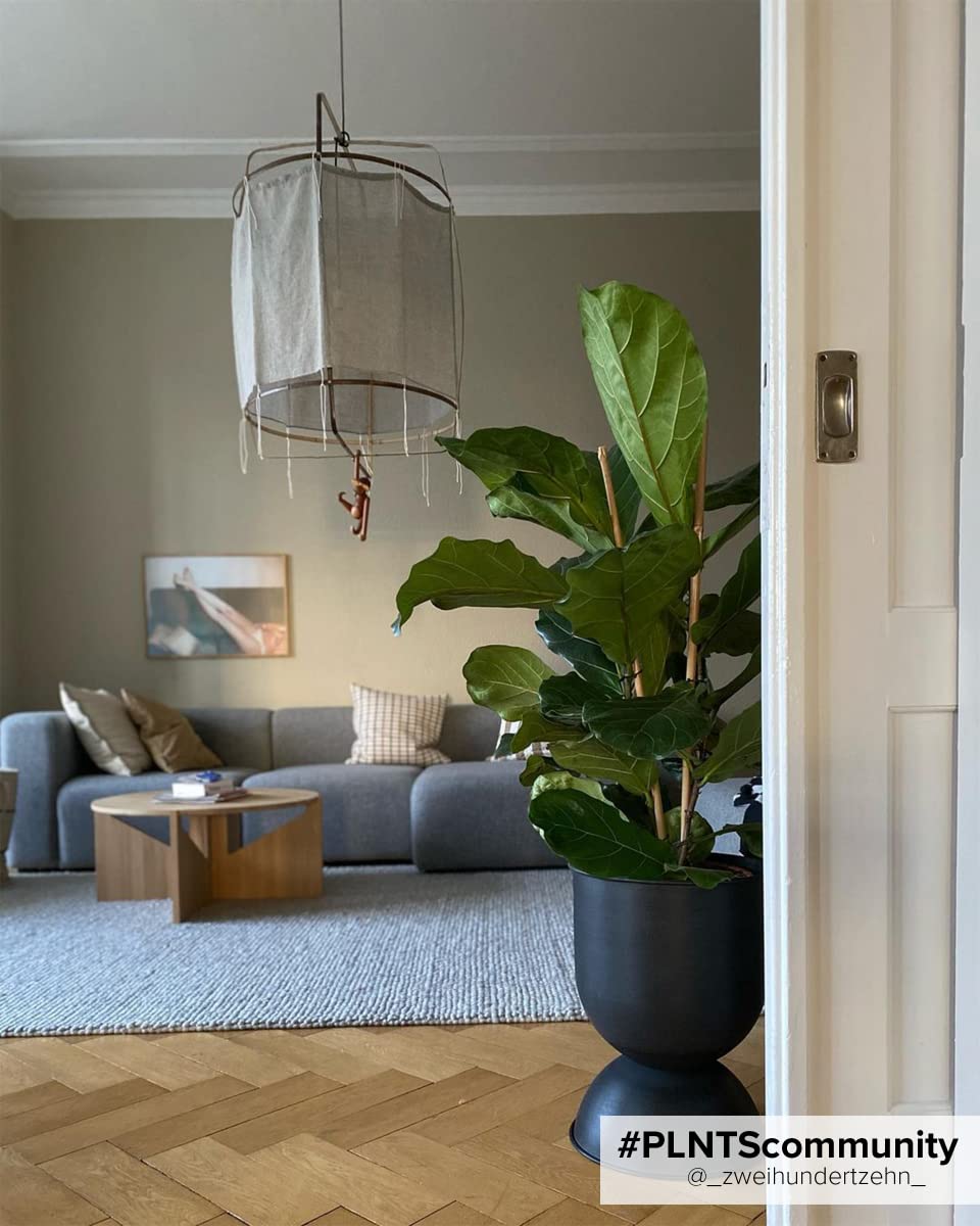 plnts-rareplnts-ficus-lyrata-branched-zimmerbaum-100-cm image 6