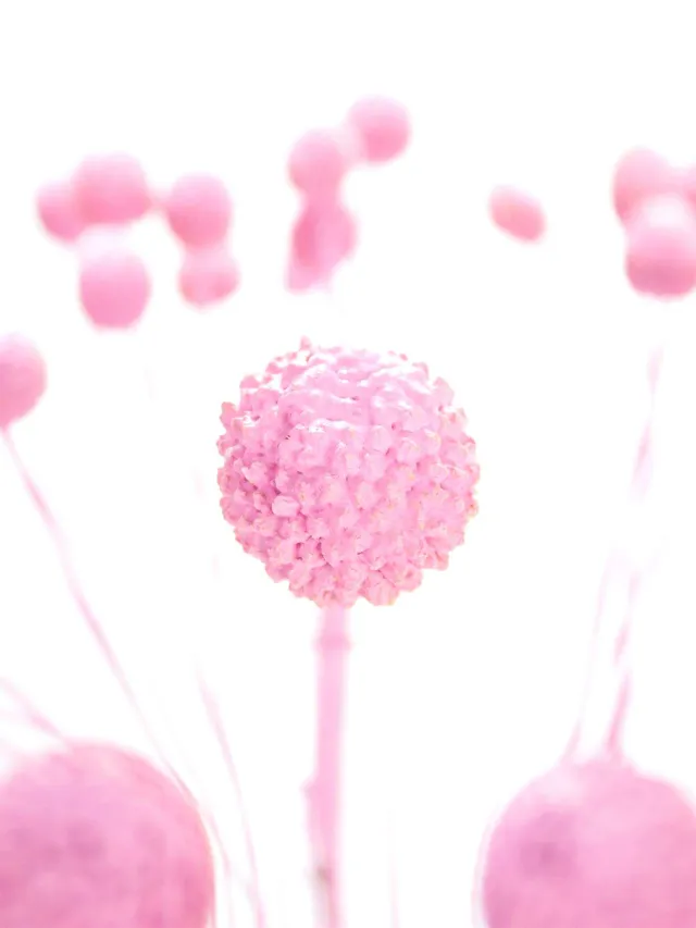 blumigo-trockenblumen-craspedia-lolly-pop-rosa-gef-rbt image 1
