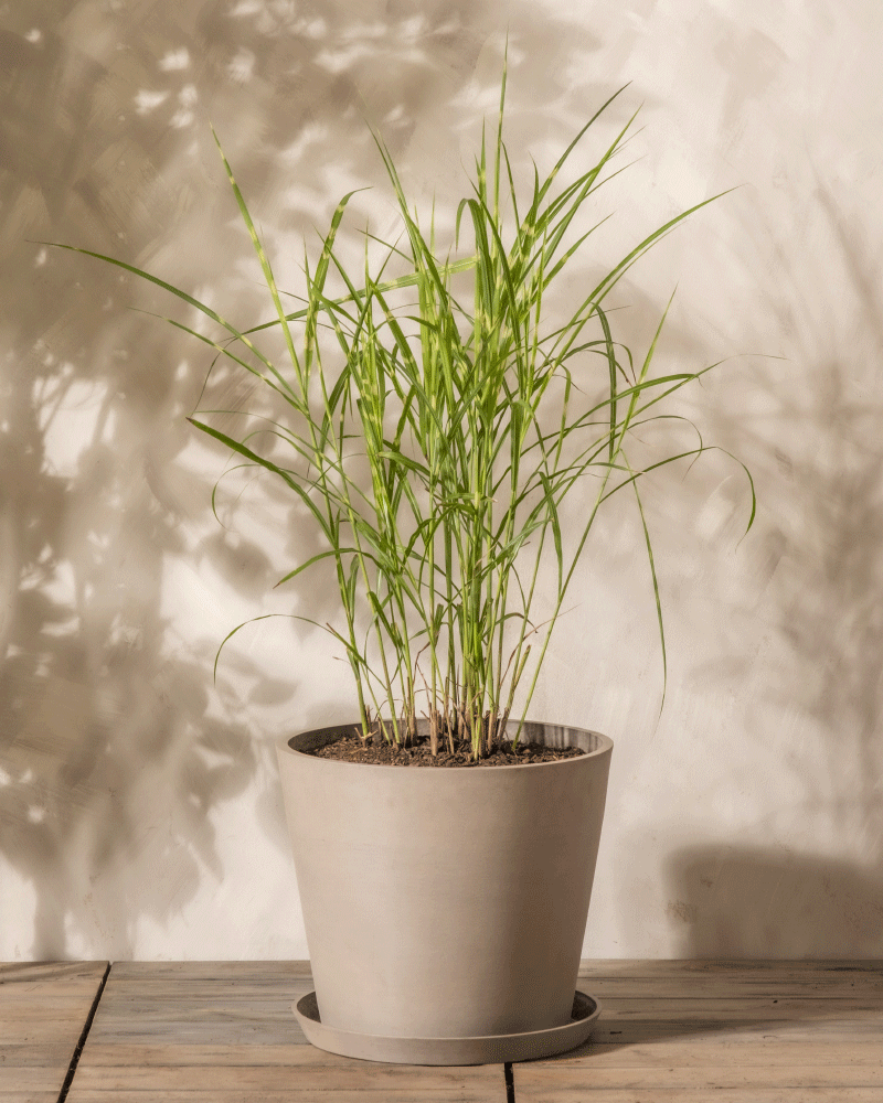 feey-miscanthus-strictus-ziergras-winterhart-1-2-m image 5