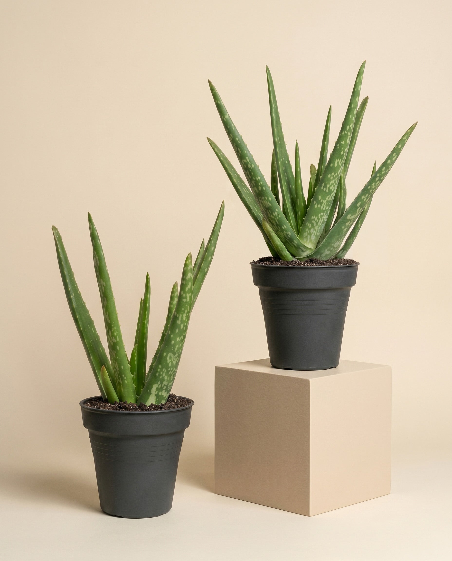 feey-variado-aloe-vera-duo-zimmerpflanze-2er-set-pflegeleicht image 3