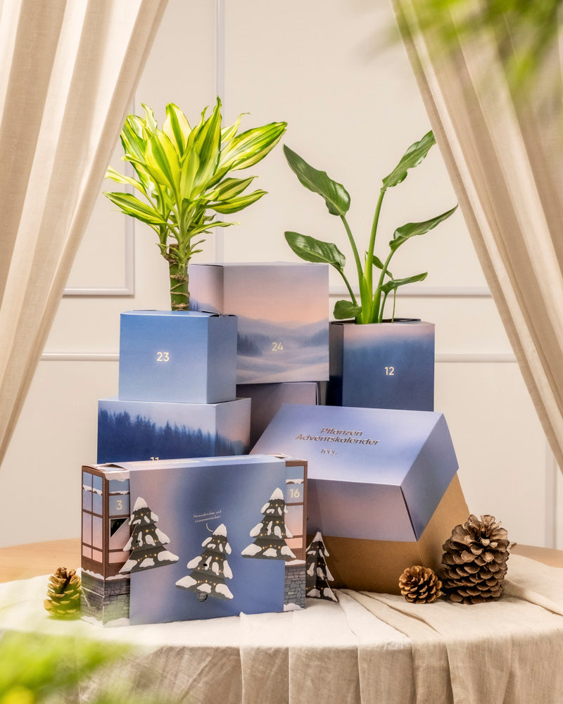 feey-variado-pflanzen-adventskalender-winterdorf-im-morgenrot-24-t-rchen image 3