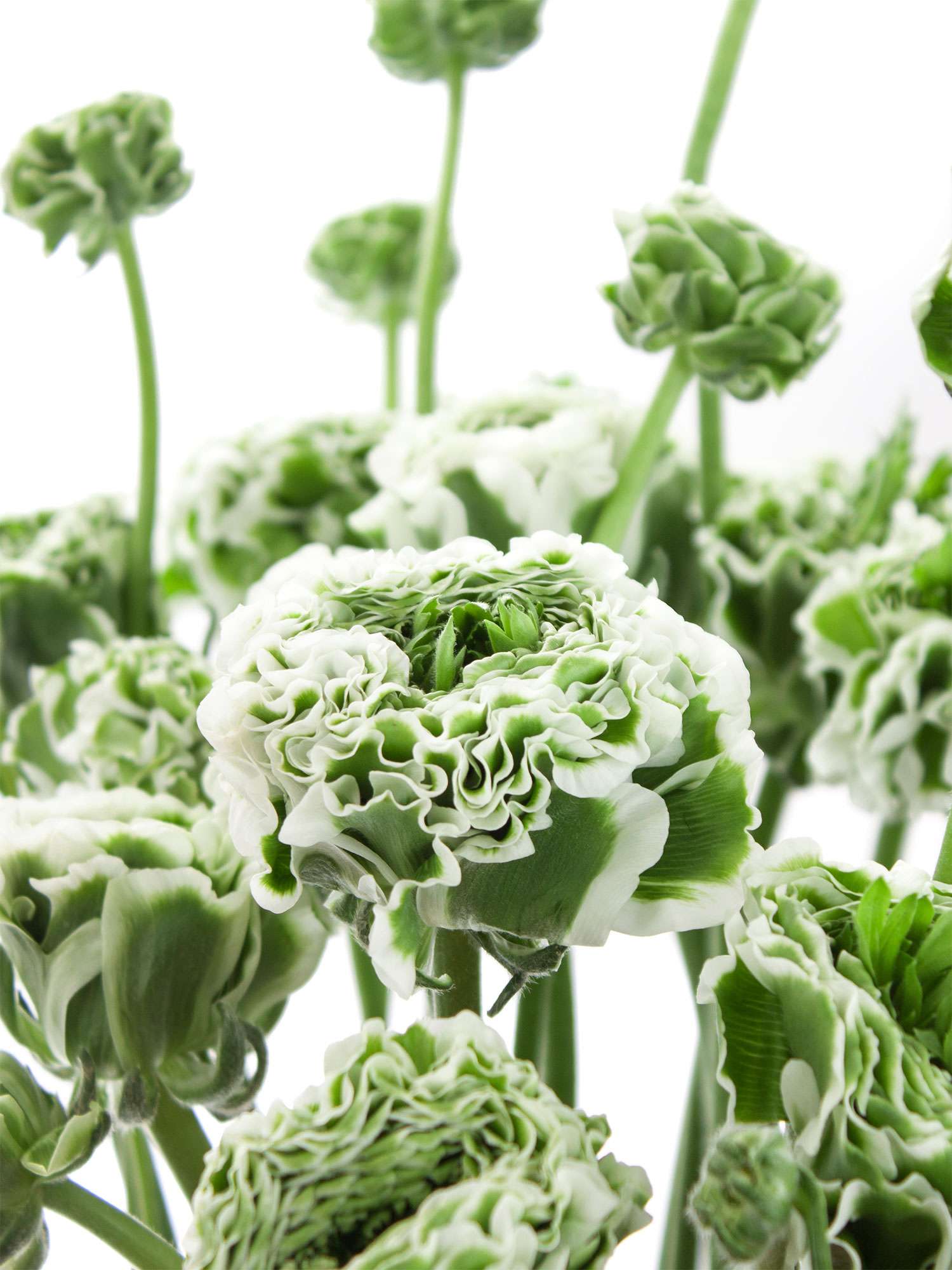 blumigo-ranunkeln-xl-ponpon-igloo-schnittblume-wei-gr-n image 1