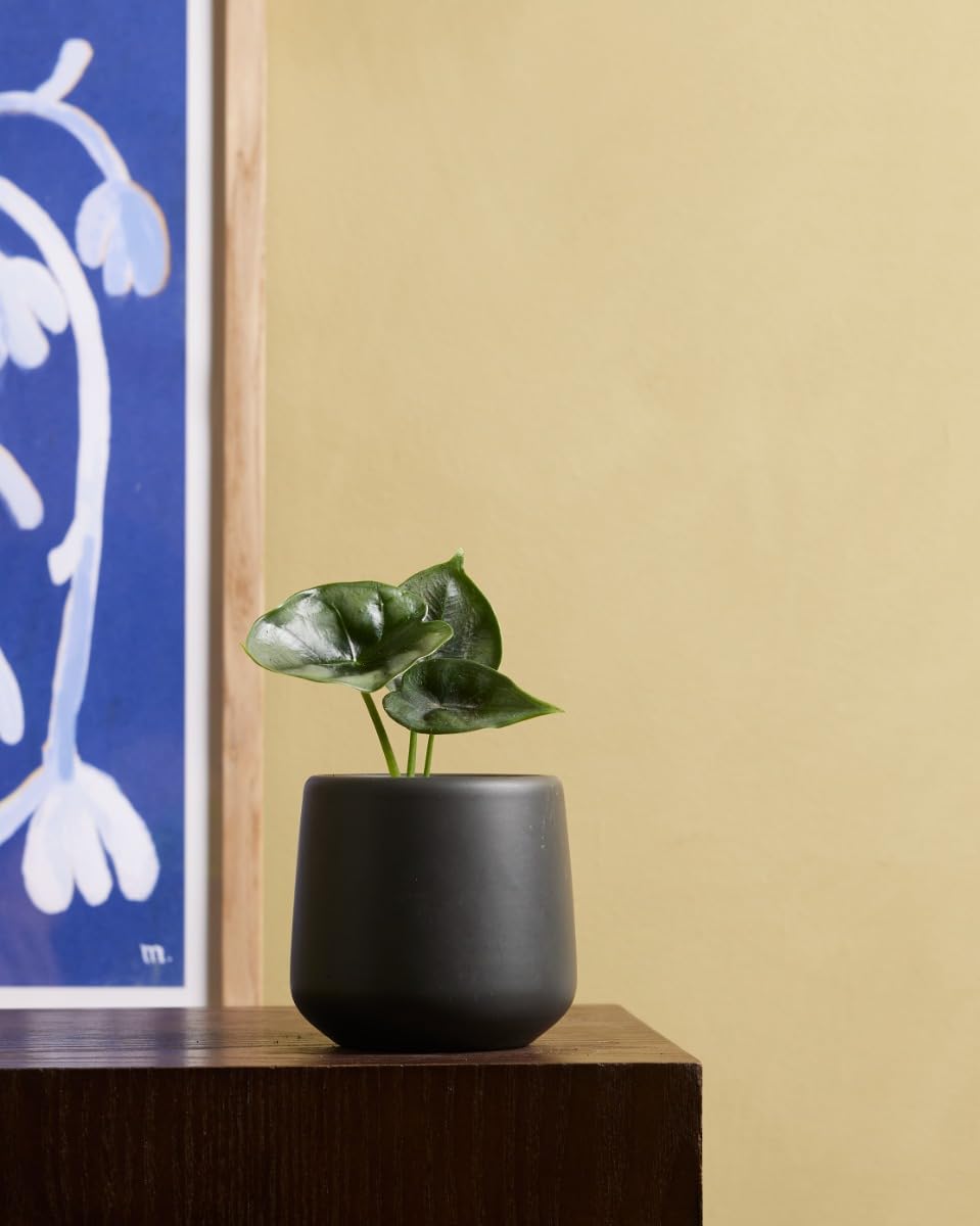 plnts-baby-alocasia-reversa-zimmerpflanze-10-cm-gemustert image 5