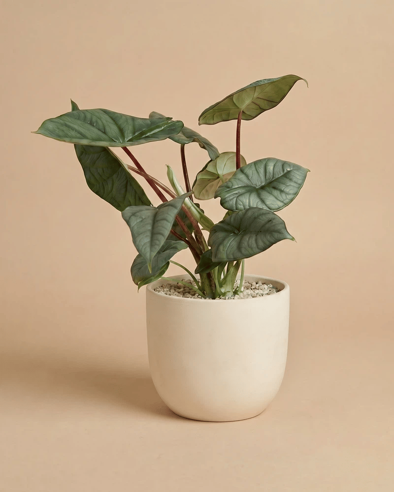 feey-variado-alocasia-silver-nebula-elefantenohr-ohne-bertopf-rar image 6