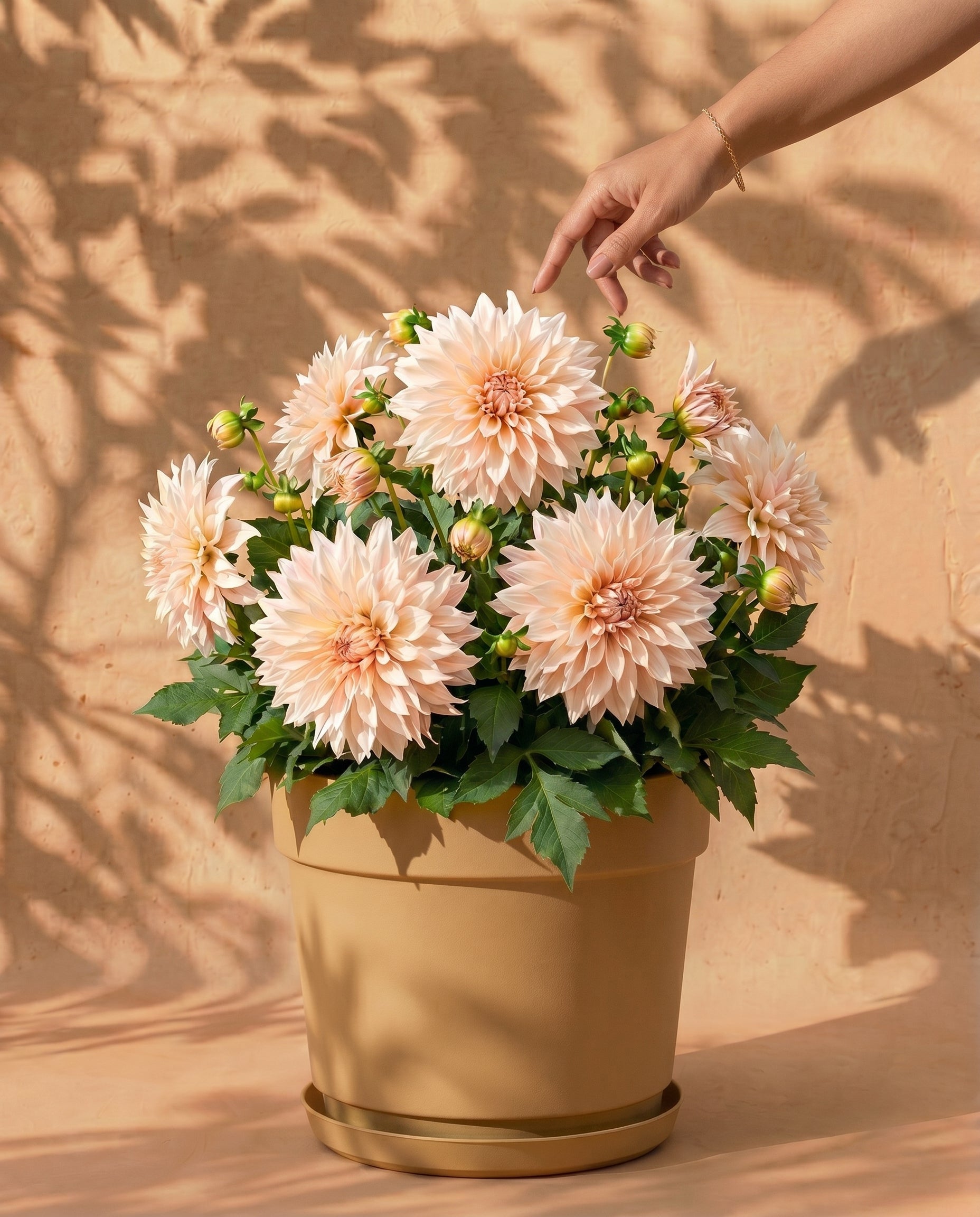 feey-amsterdam-dahlien-beige-3-stk-blumenzwiebeln-cafe-au-lait image 1
