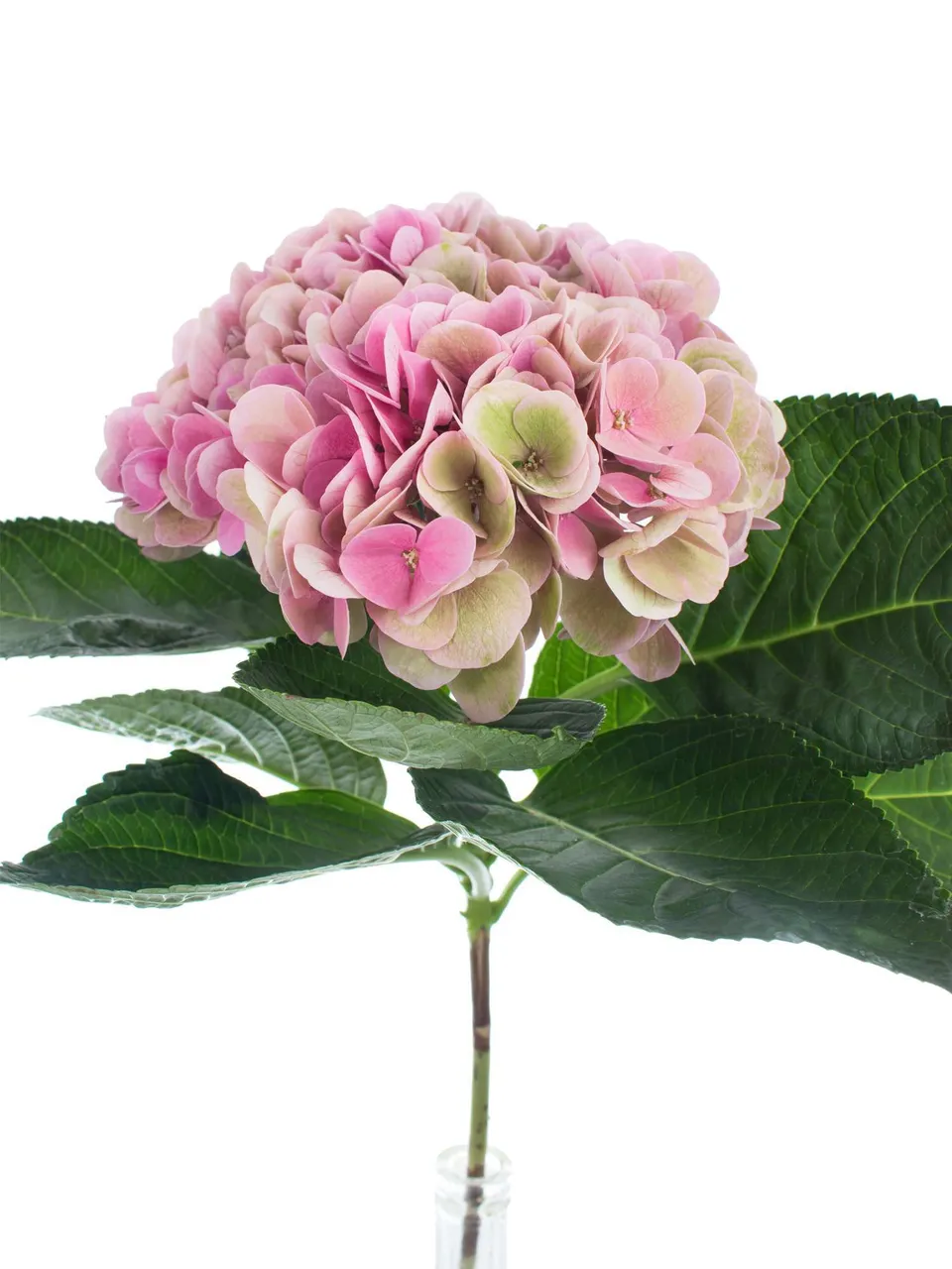 blumigo-hortensien-opal-classic-pink-gr-n-stiel image 1