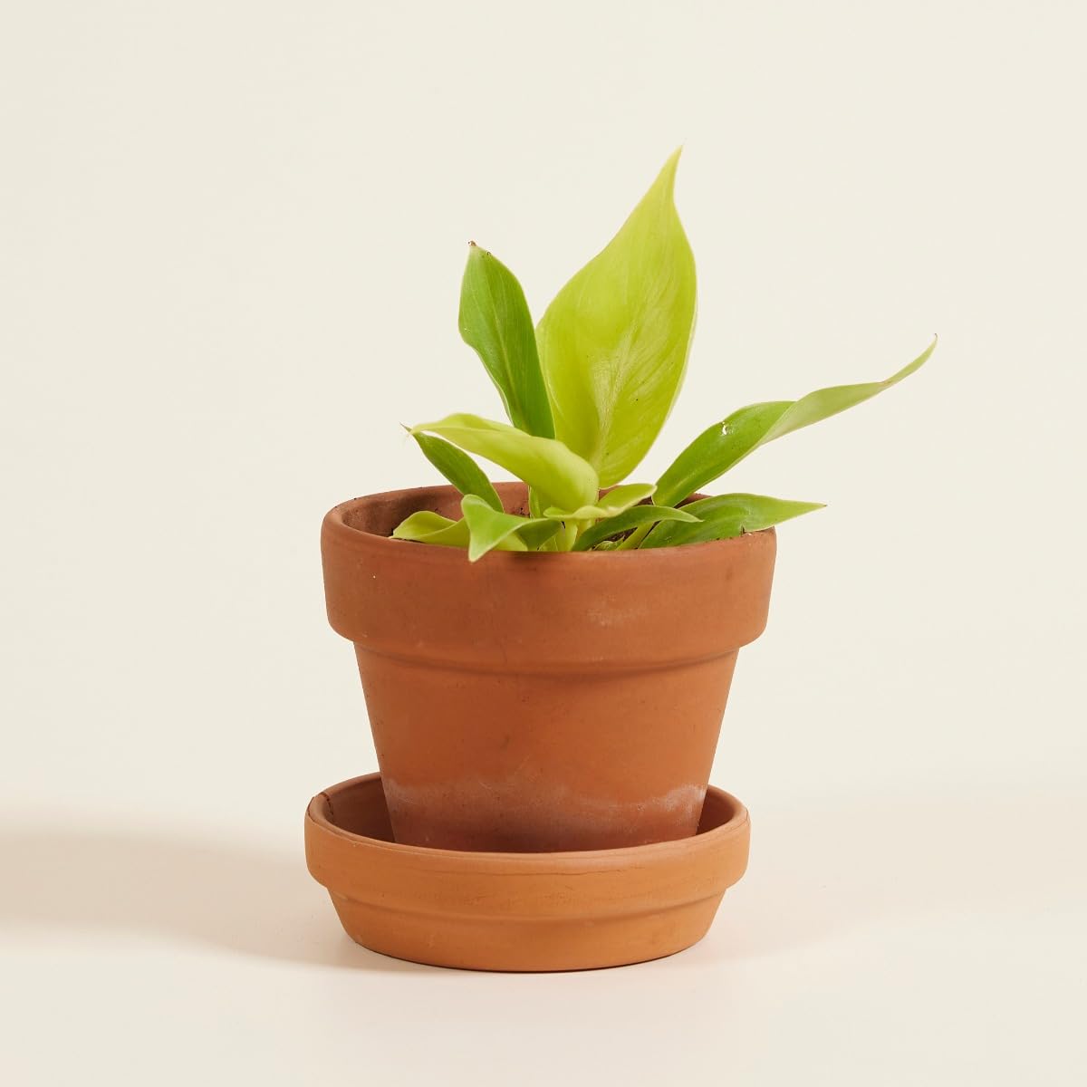 plnts-babyplnts-baby-philodendron-moonlight-zimmerpflanze-20cm image 5