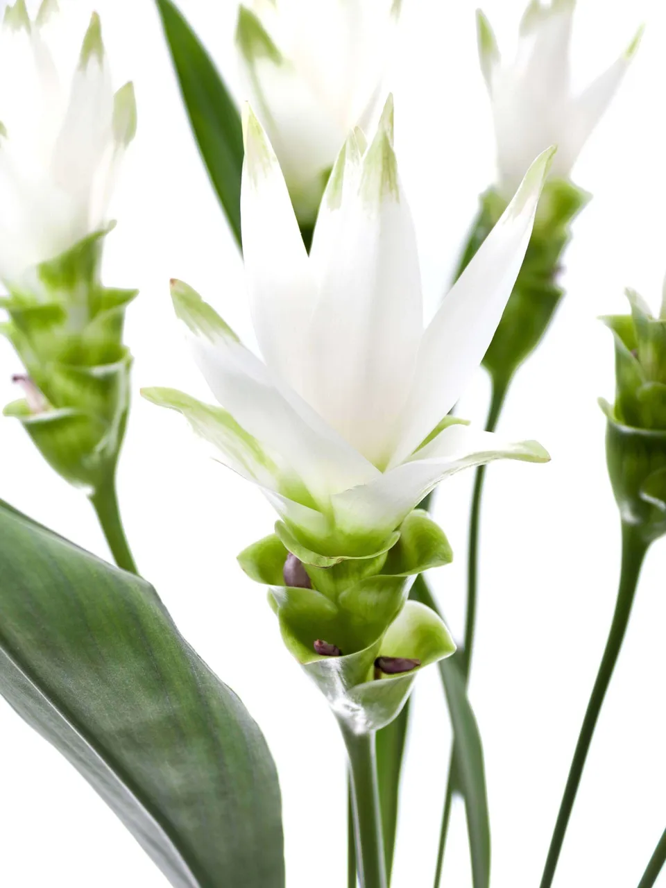 blumigo-blattwerk-kurkuma-siam-shine-schnittblume-wei image 1