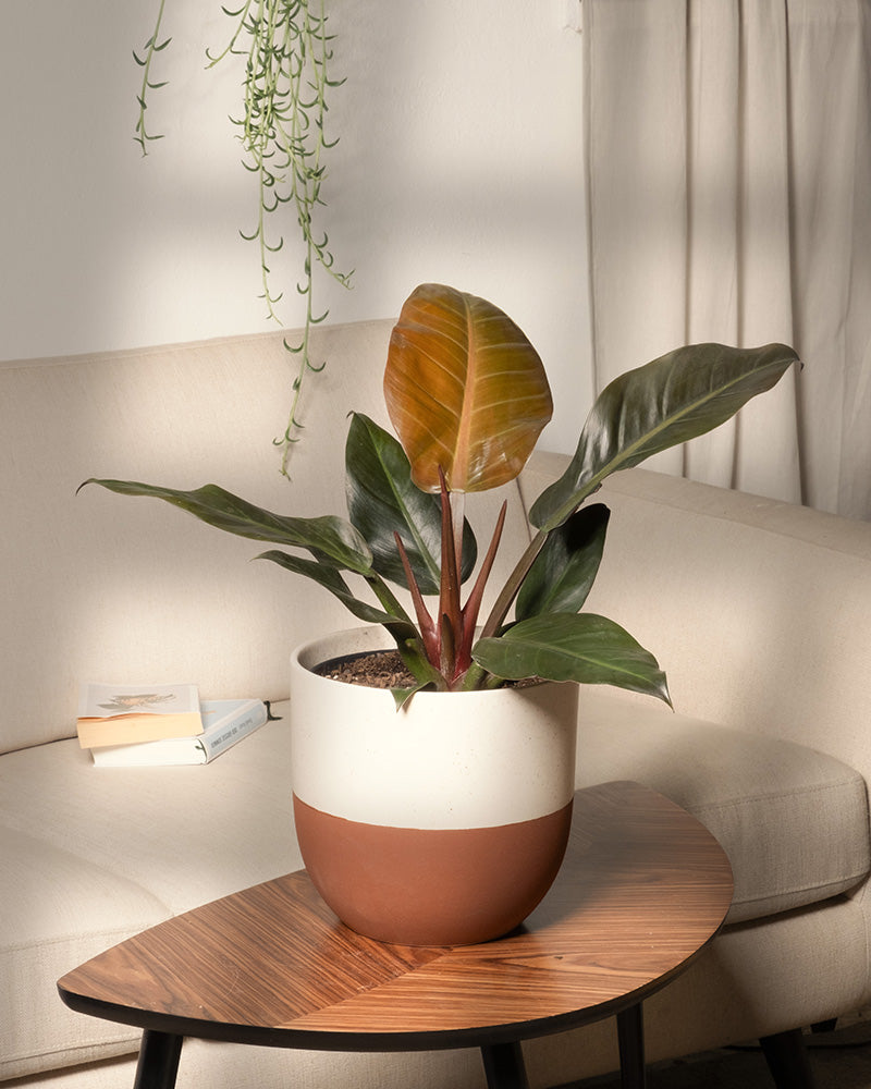 feey-variado-philodendron-imperial-red-zimmerpflanze image 2