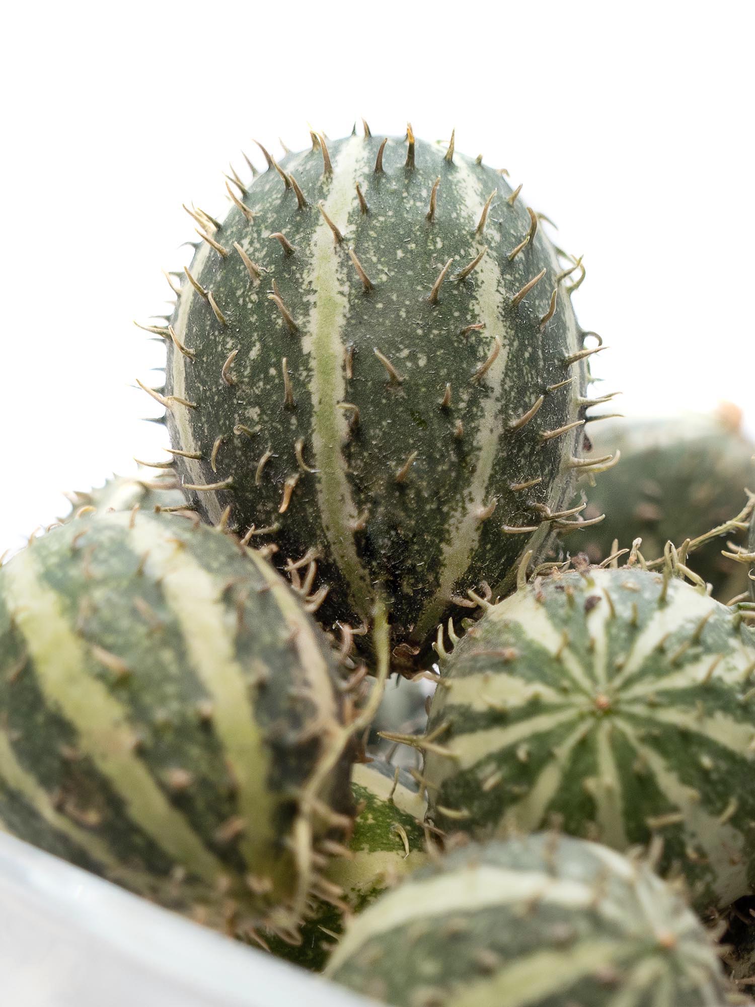 blumigo-cucumis-mirio-ziergurken-mini-gr-n-gestreift image 3