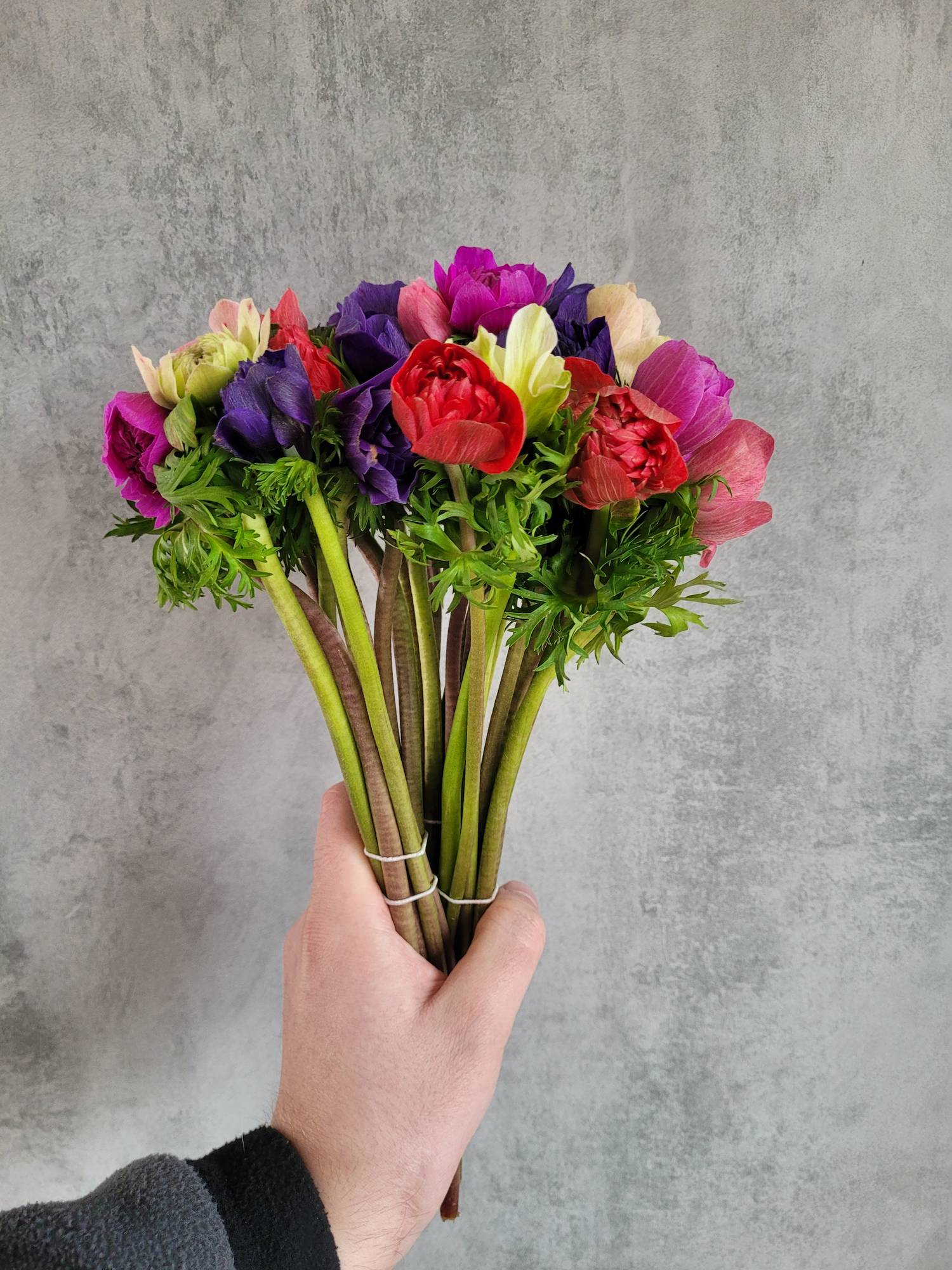 blumigo-anemonen-fullstar-mix-gemischt-schnittblumen-frisch image 8