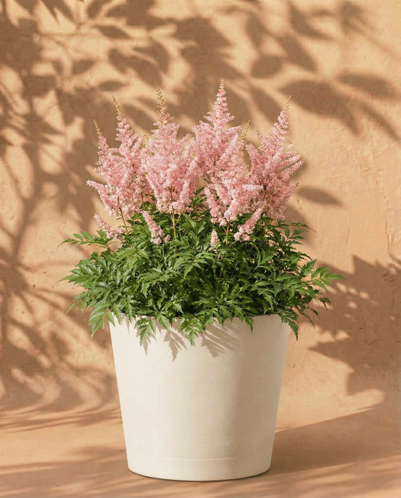 feey-amsterdam-astilbe-rosa-knollen-3-stk-schatten image 6