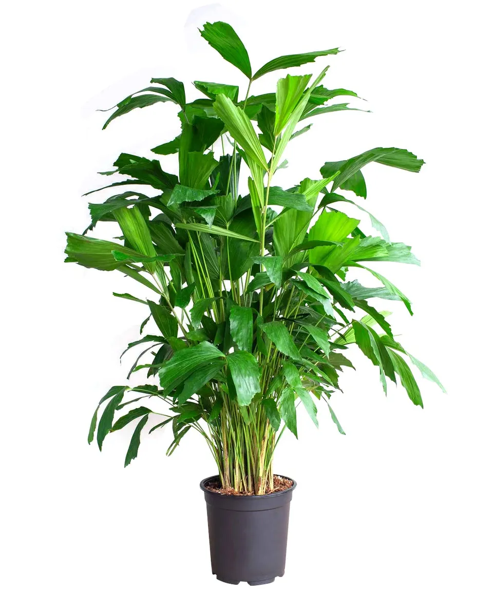 plnts-rareplnts-caryota-mitis-palme-85cm-21cm-topf-fischschwanz image 1
