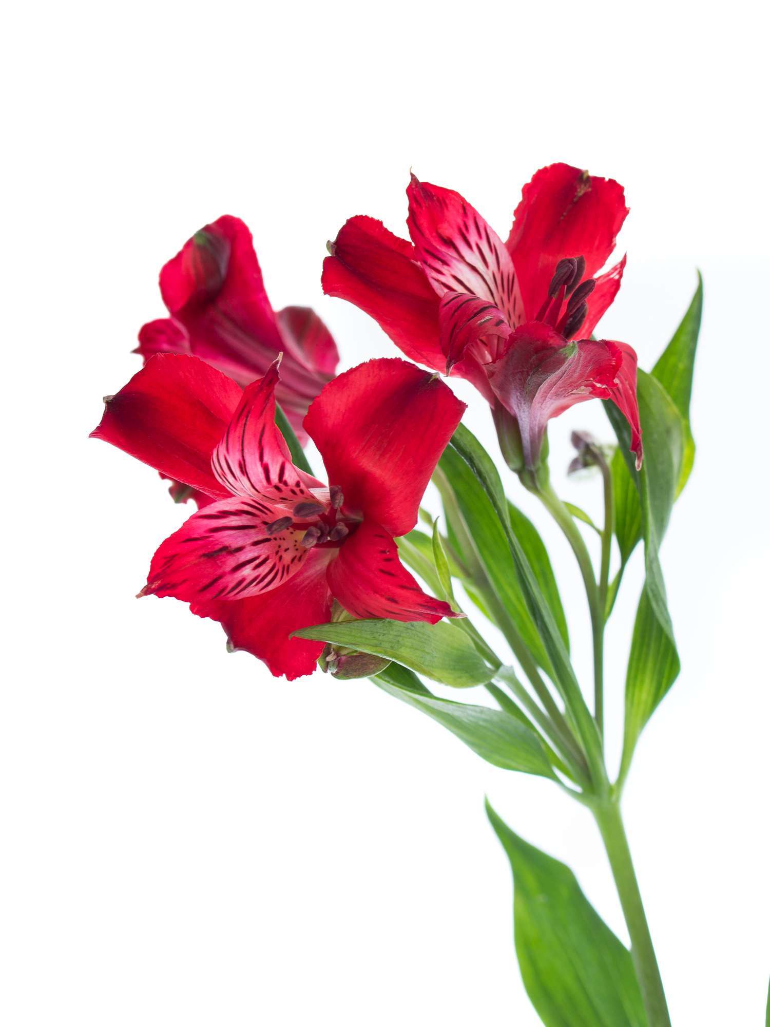 blumigo-alstromerien-ariel-rot-frische-schnittblumen image 4