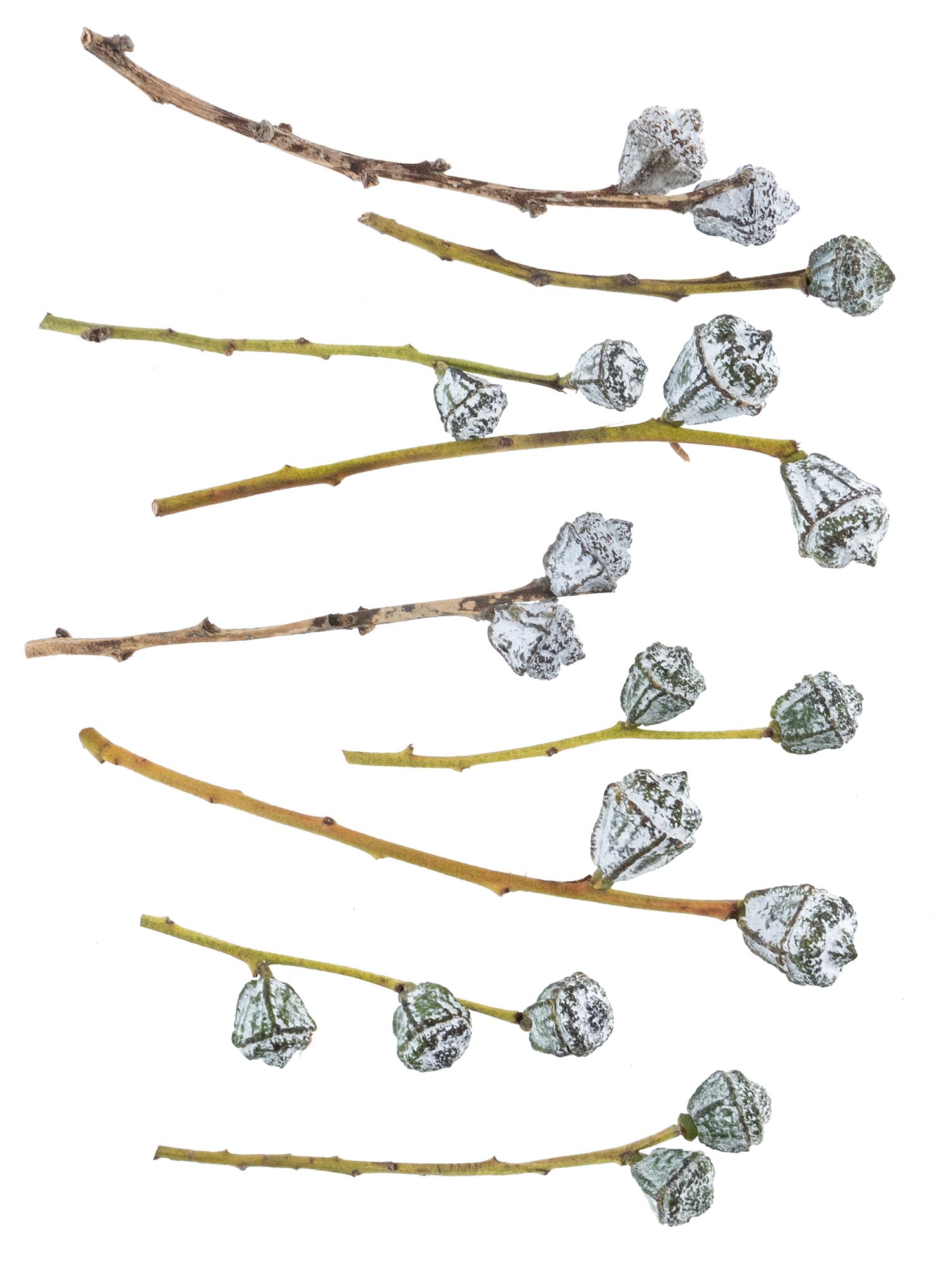 blumigo-eukalyptus-eukalyptusbeeren-schnittgr-n-silber-blau image 7