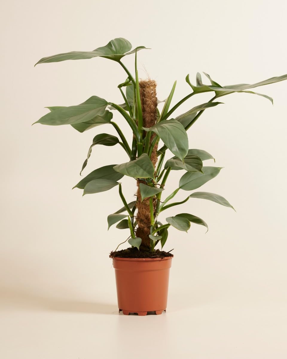 plnts-rareplnts-philodendron-hastatum-zimmerpflanze-60-cm-silber image 2