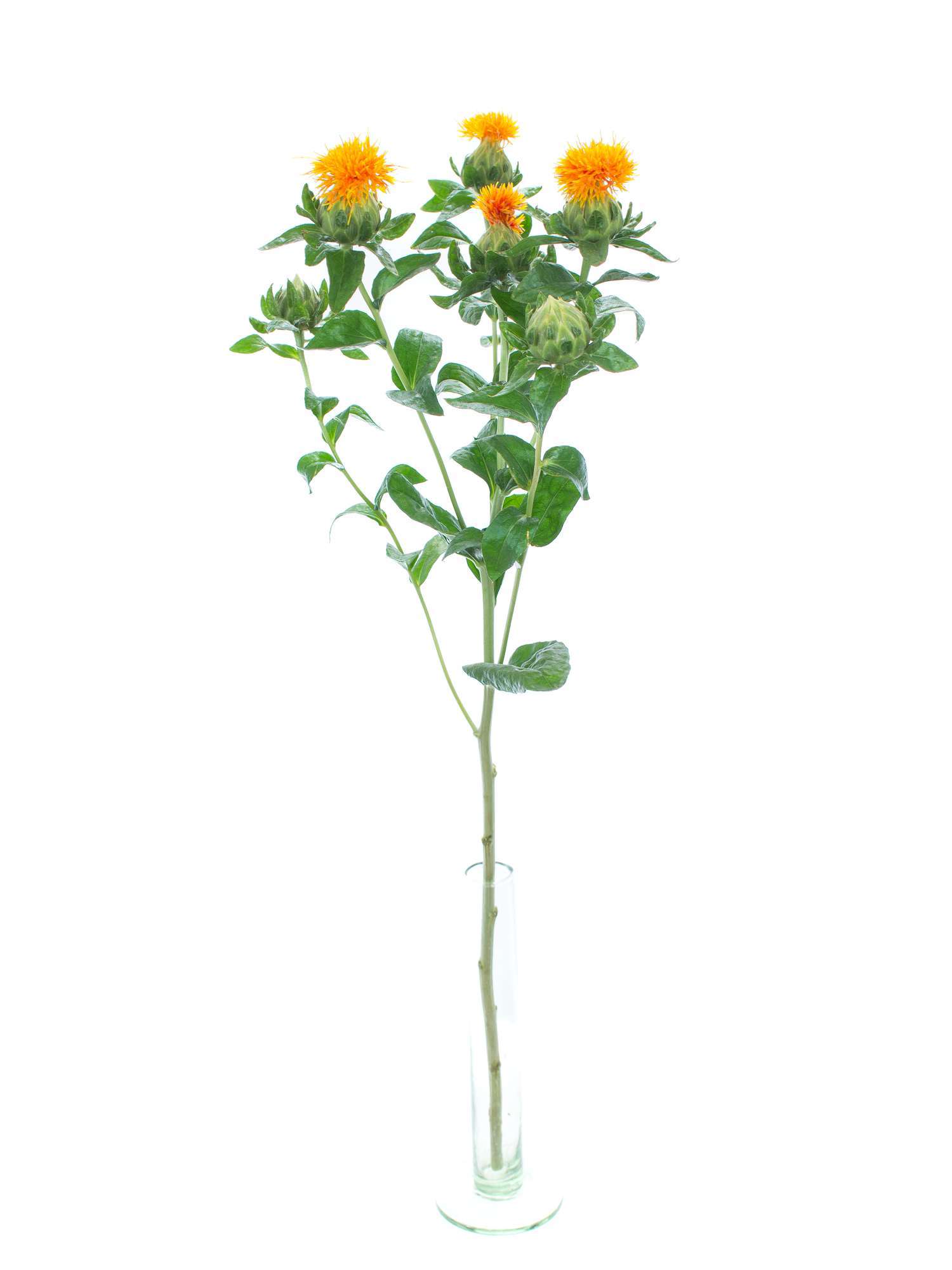 blumigo-carthamus-f-rberdisteln-orange-schnittblumen image 3