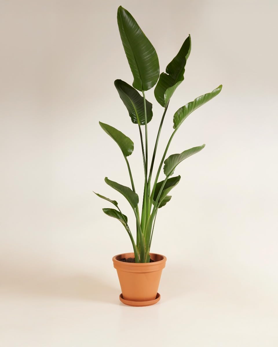 plnts-strelitzia-nicolai-zimmerpflanze-27cm-topf-160cm-gro-e-pflanze image 3