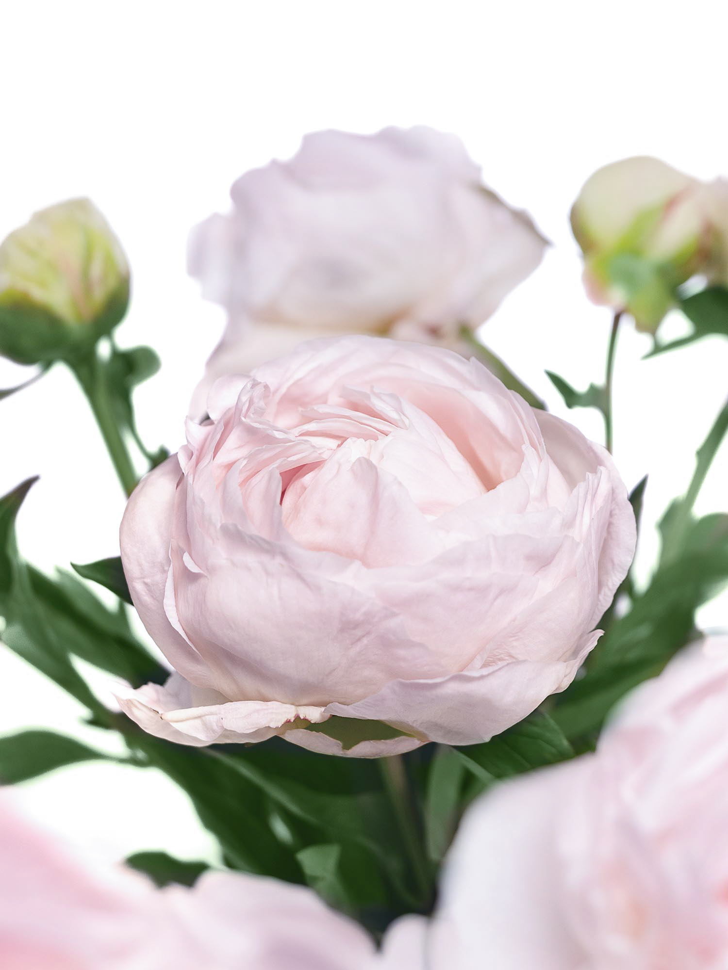 blumigo-pfingstrosen-mothers-choice-schnittblume-wei-rosa image 1