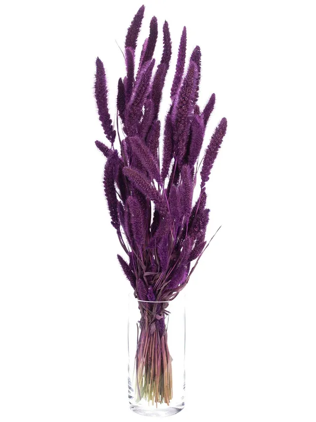 blumigo-setaria-borstenhirse-trockenstrau-bunt-set image 1